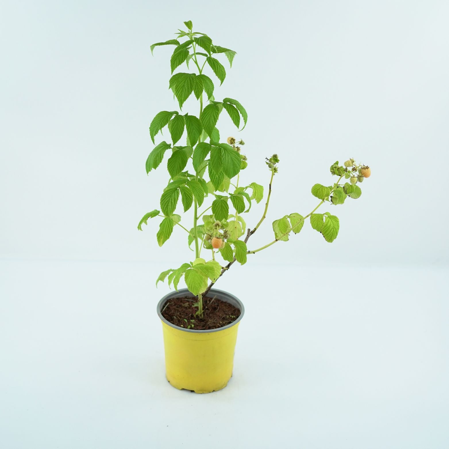 RUBUS IDAEUS 'GOLDEN BLISS' Malina 3