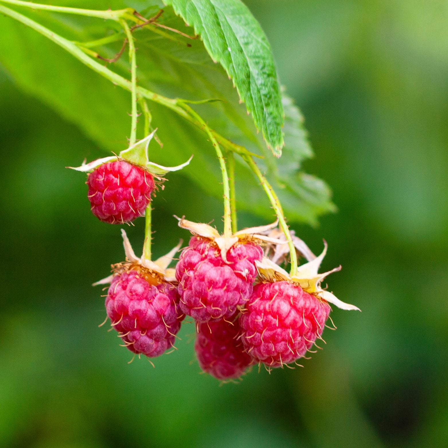 RUBUS IDAEUS 'POLANA' Malina właściwa