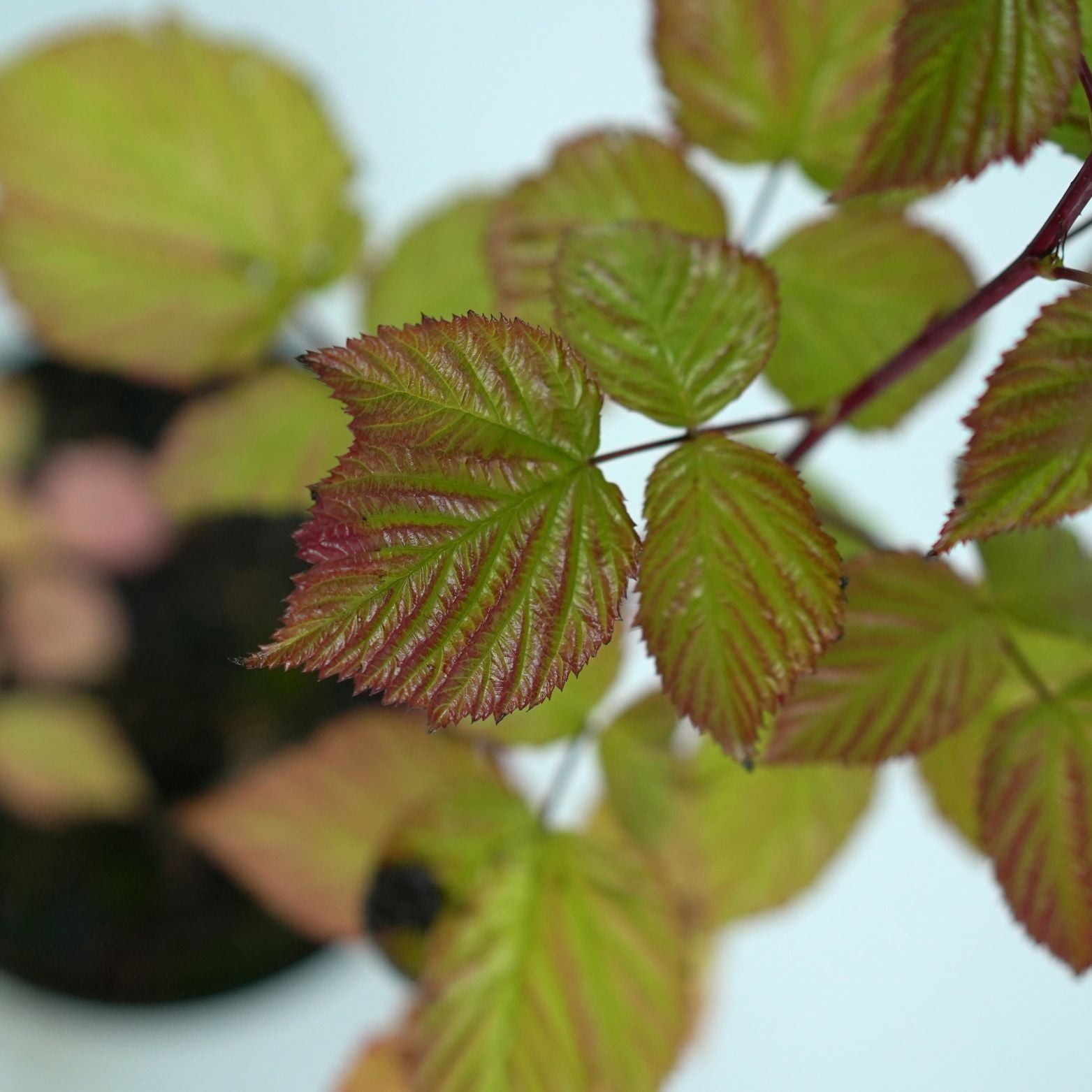 RUBUS IDAEUS 'POLANA' Malina właściwa