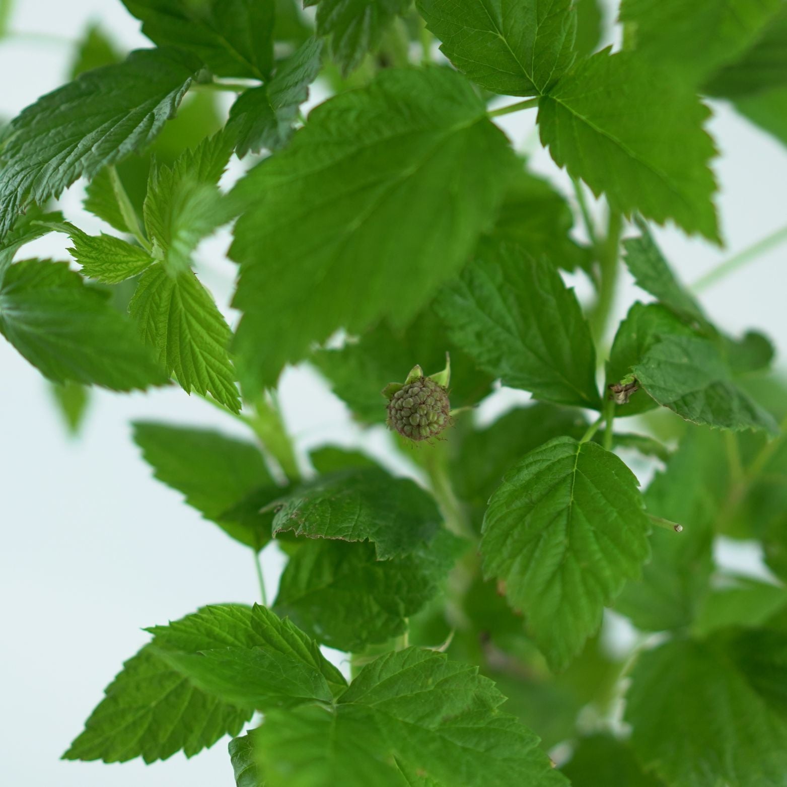 RUBUS IDAEUS 'POLANA' Malina właściwa