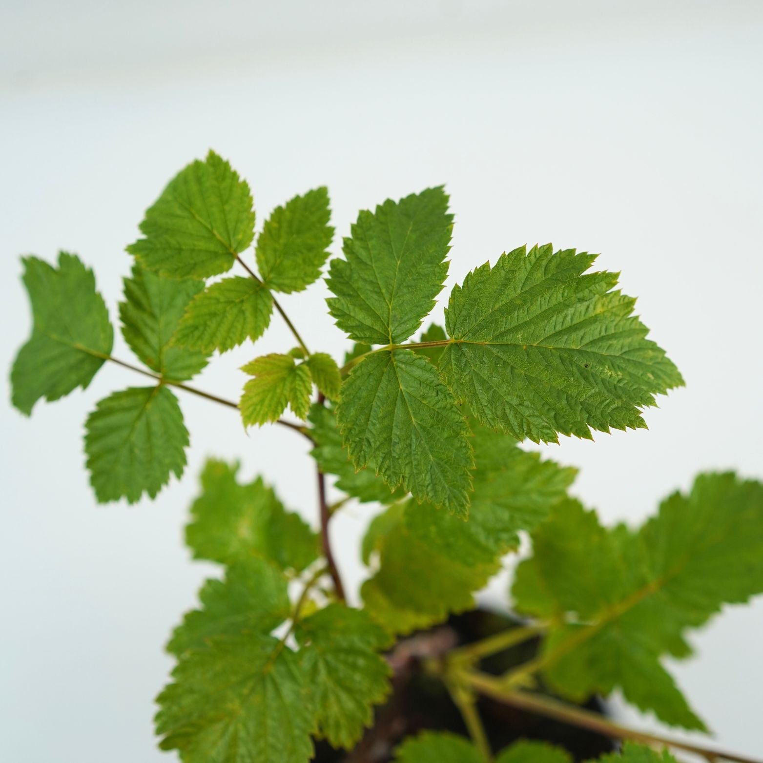 RUBUS IDAEUS 'VETEN' Malina