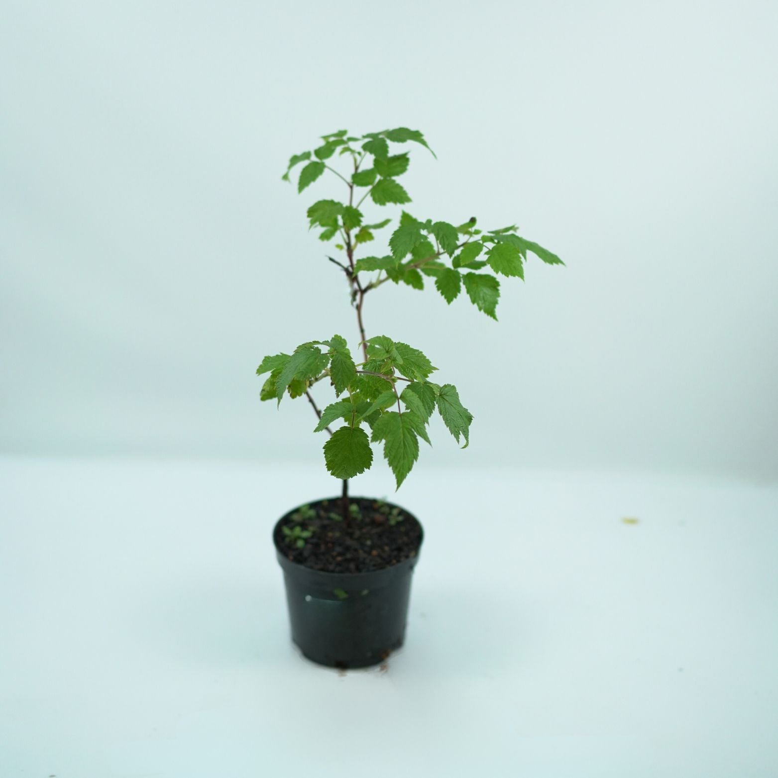 RUBUS IDAEUS 'VETEN' Malina