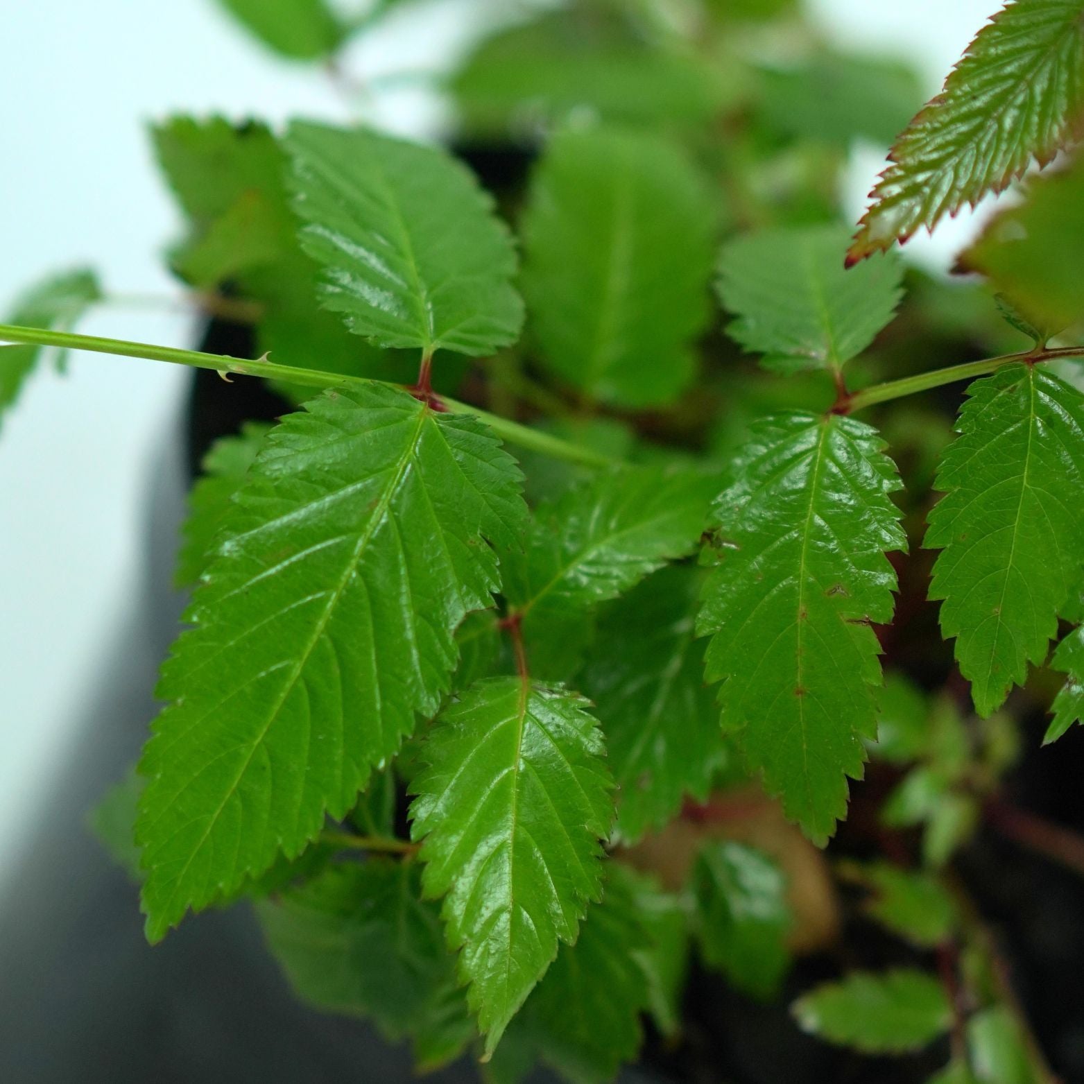 RUBUS ILECOBROSUS Malinotruskawka