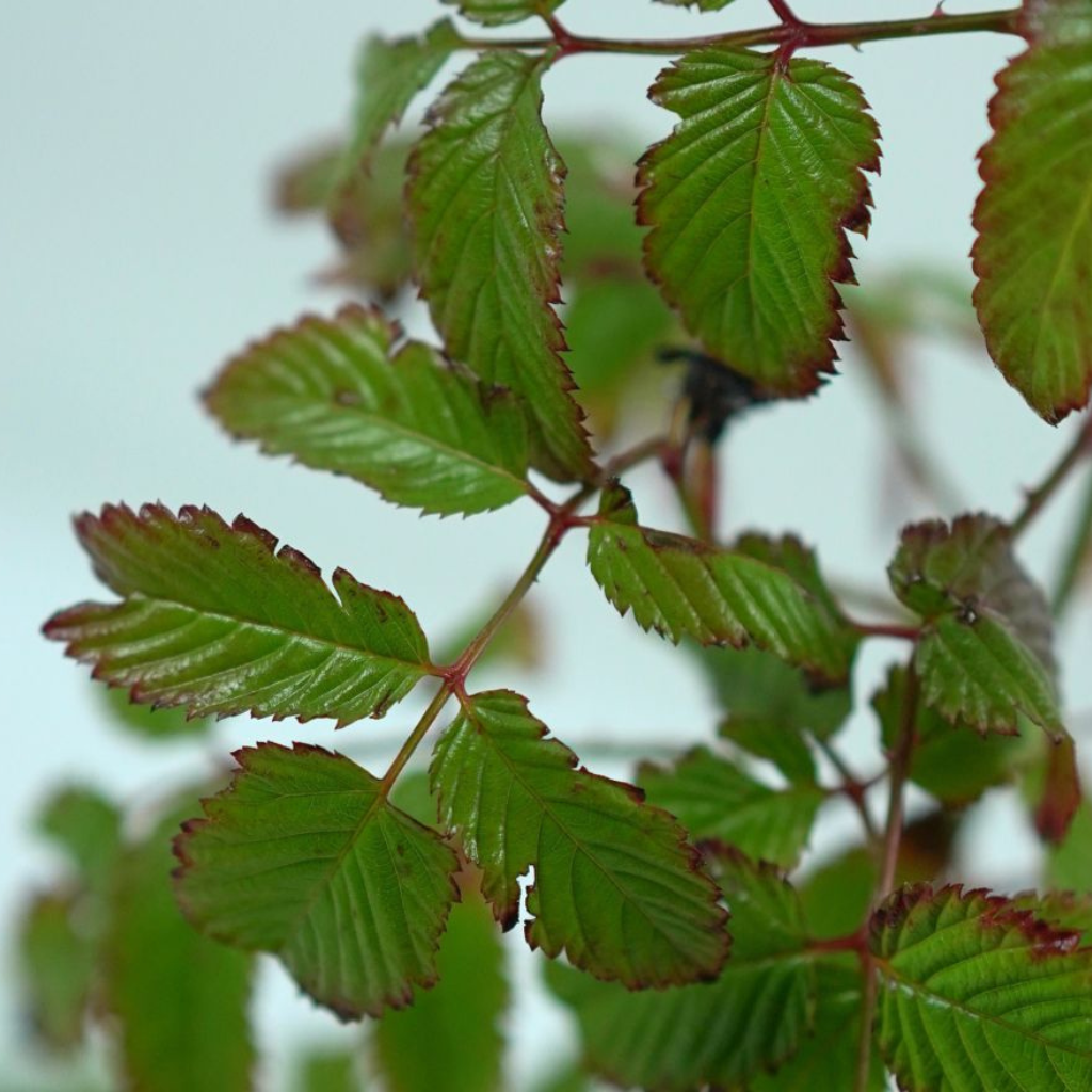 RUBUS ILECOBROSUS Malinotruskawka