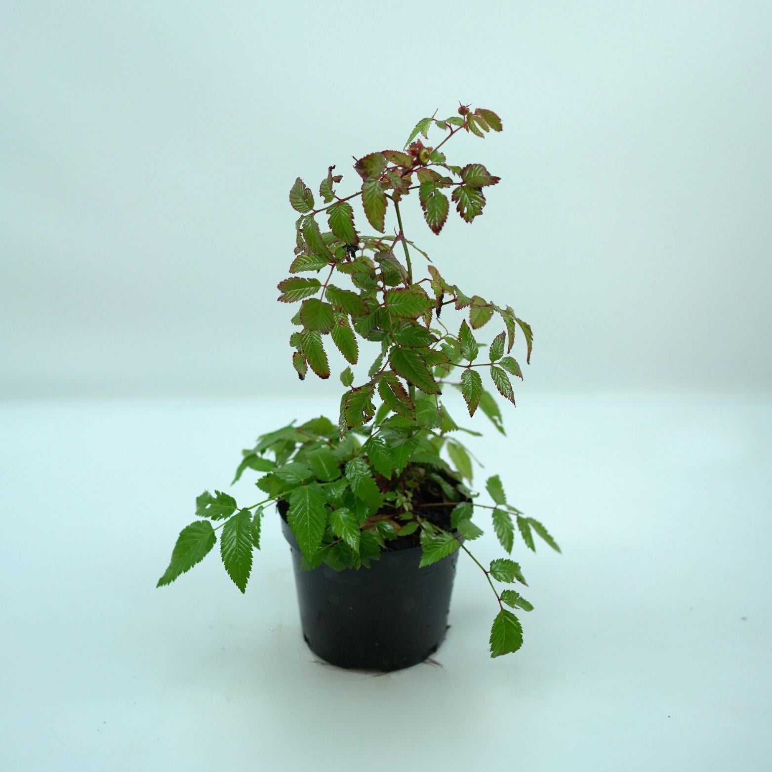 RUBUS ILECOBROSUS Malinotruskawka