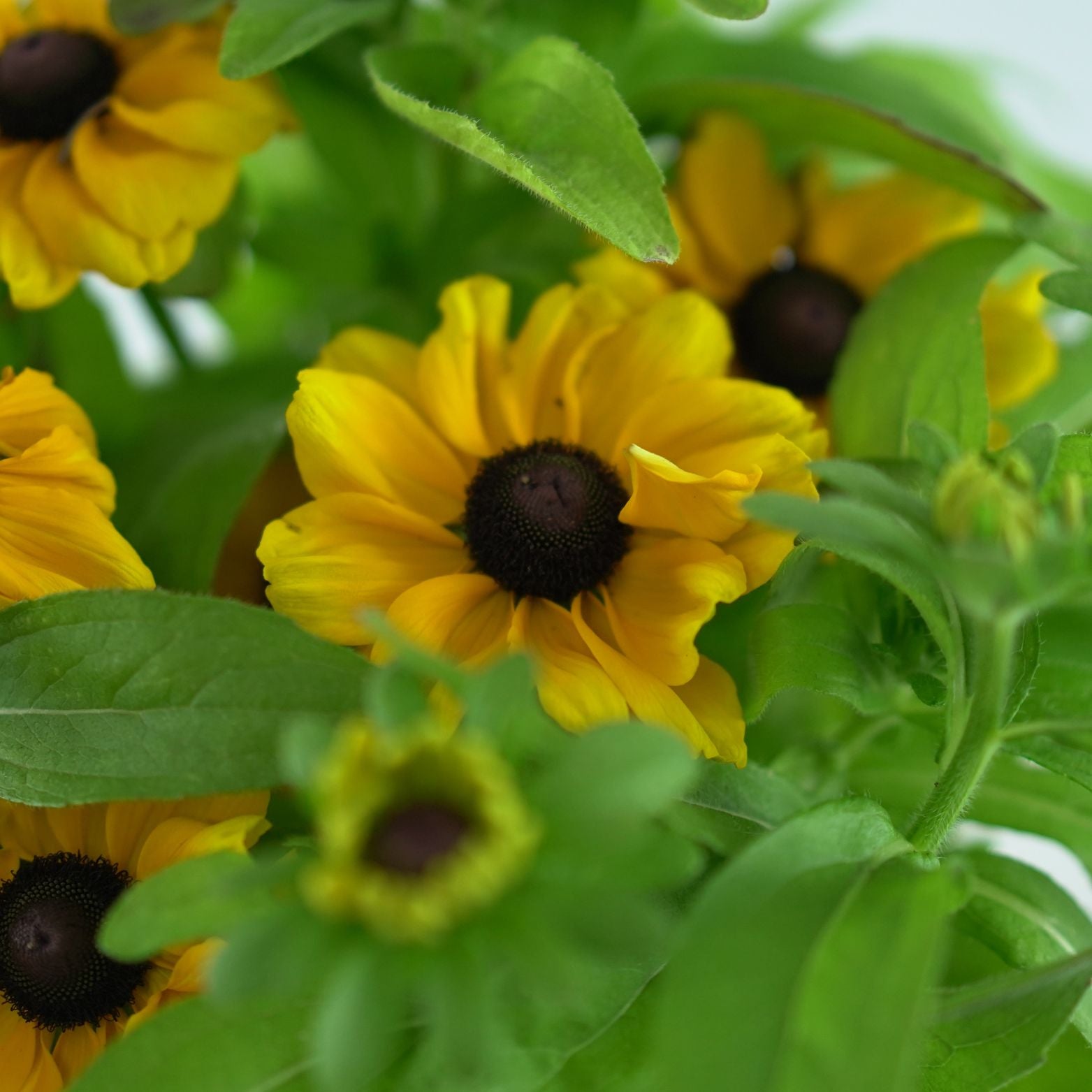 RUDBECKIA HIRTA 'Toto' Rudbekia owłosiona