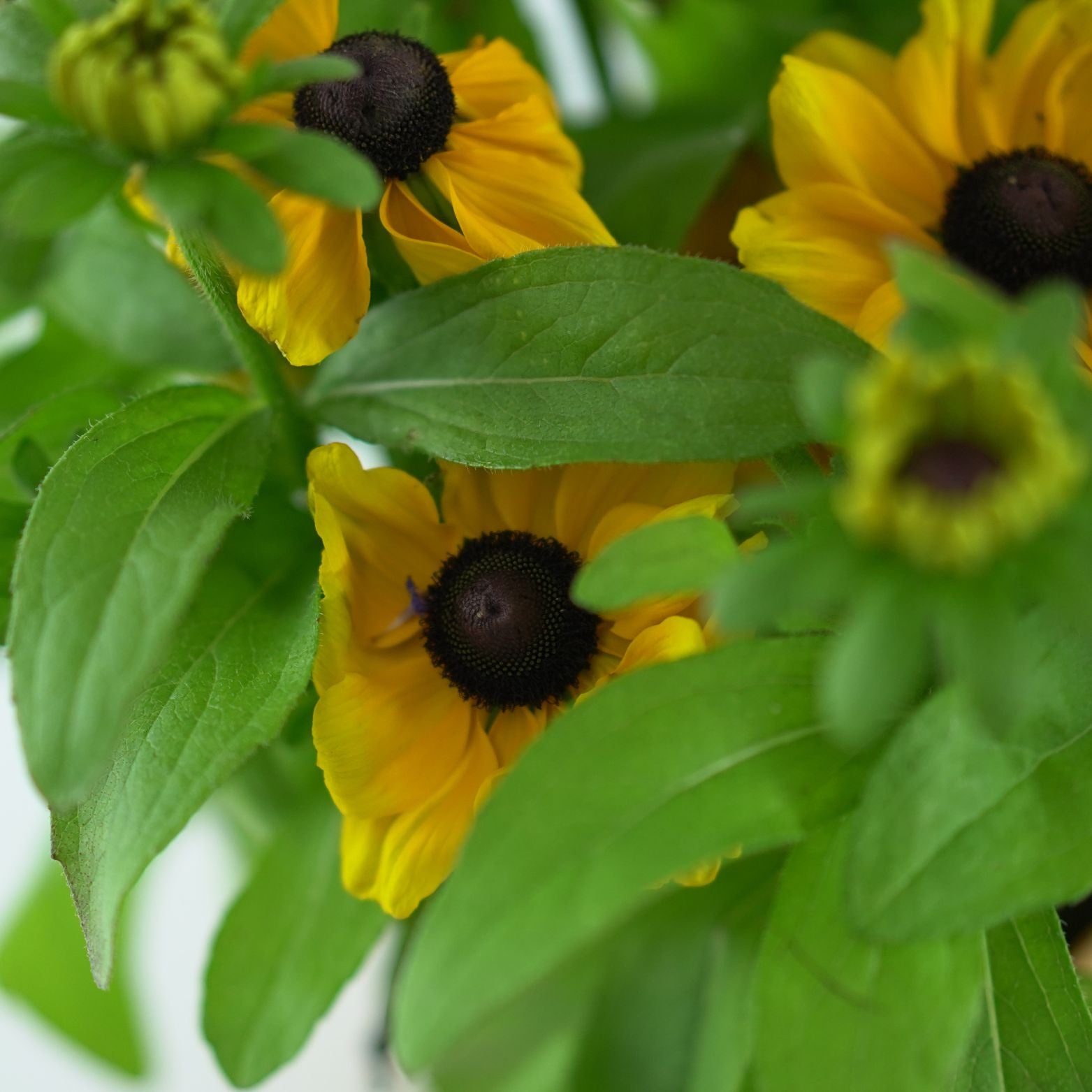 RUDBECKIA HIRTA 'Toto' Rudbekia owłosiona