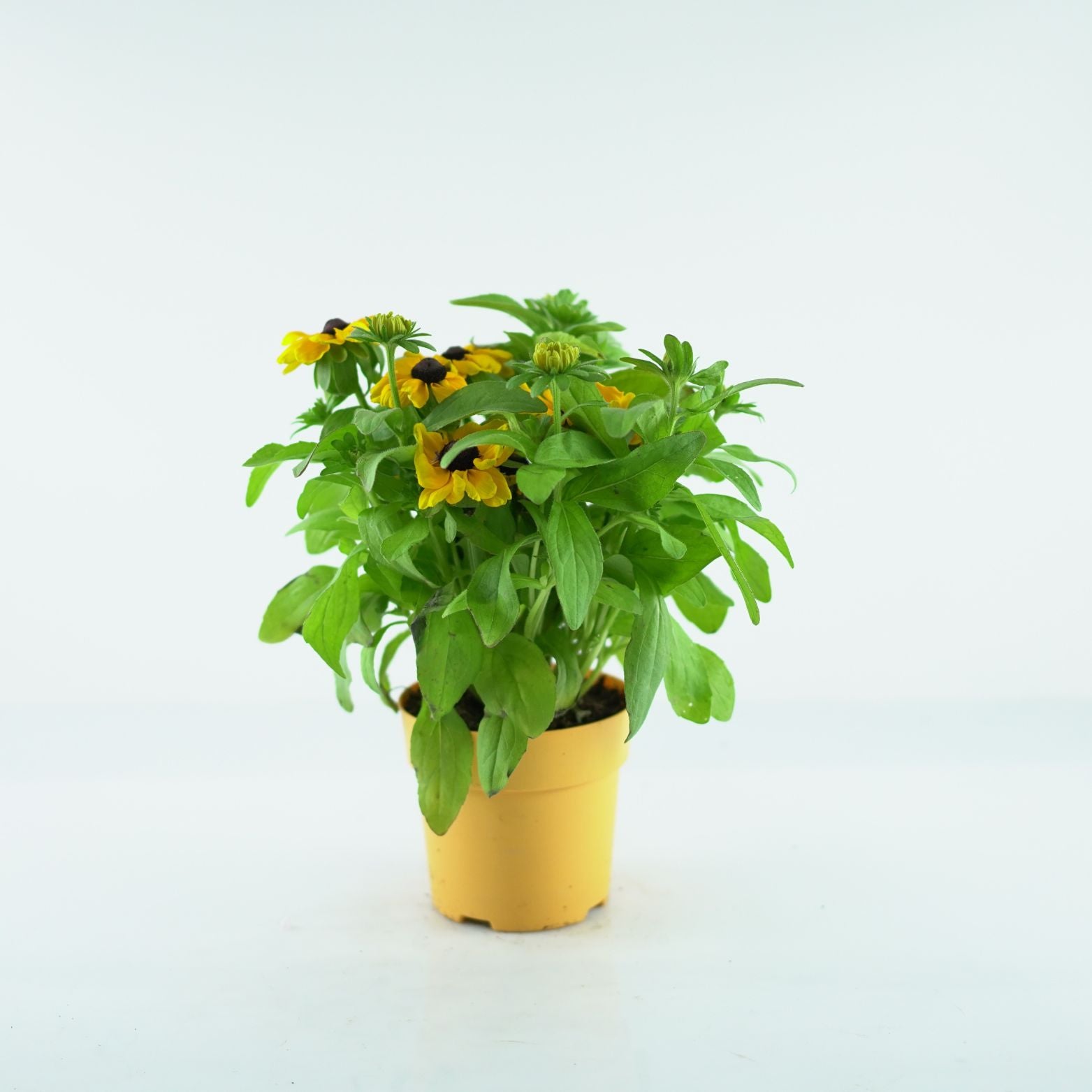 RUDBECKIA HIRTA 'Toto' Rudbekia owłosiona