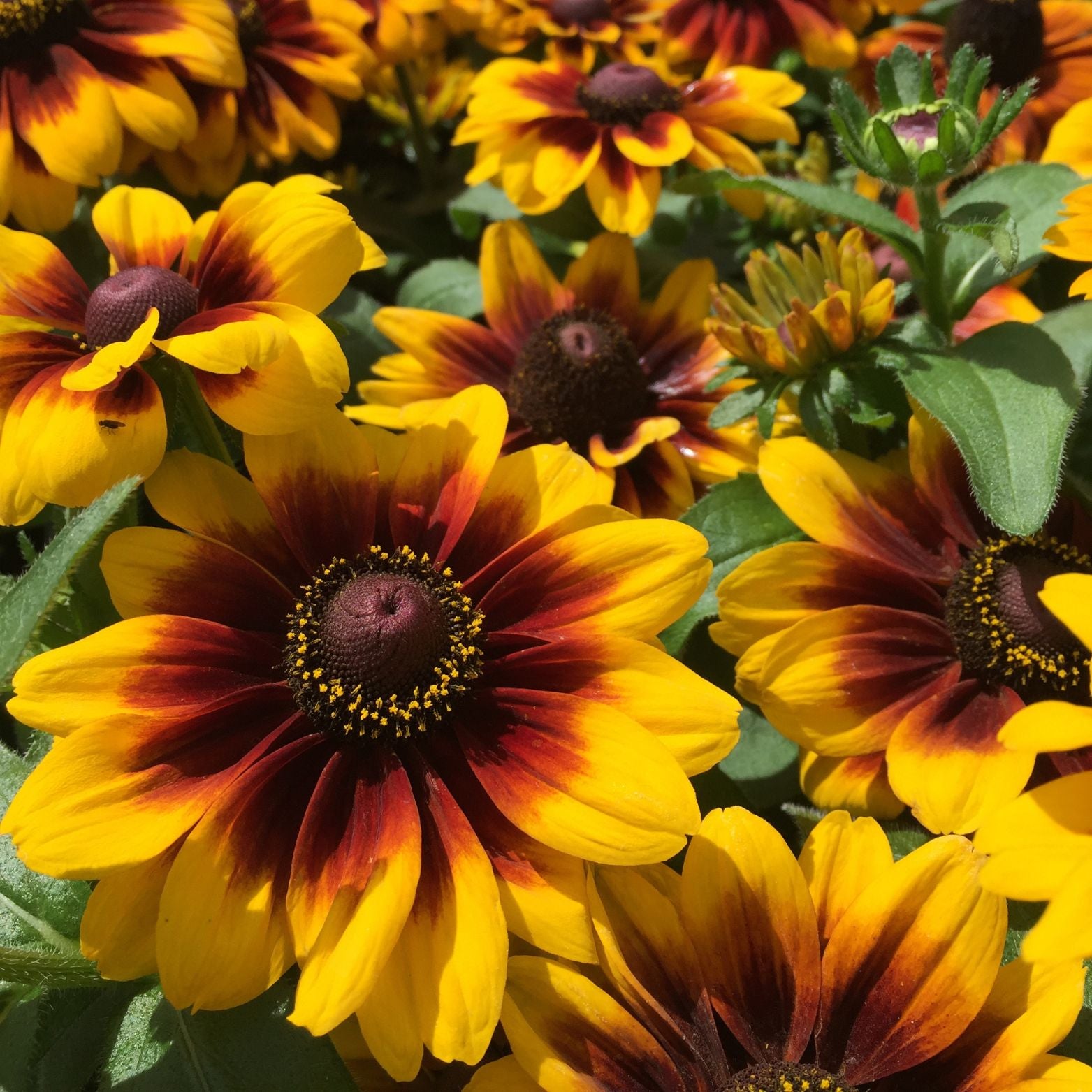 RUDBECKIA 'SmileyZ Happy' Rudbekia mieszańcowa