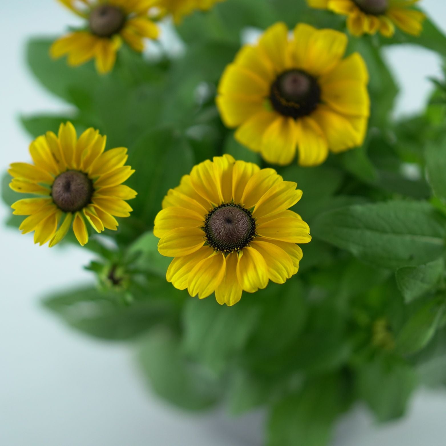 RUDBECKIA 'Smiley Z' Rudbekia