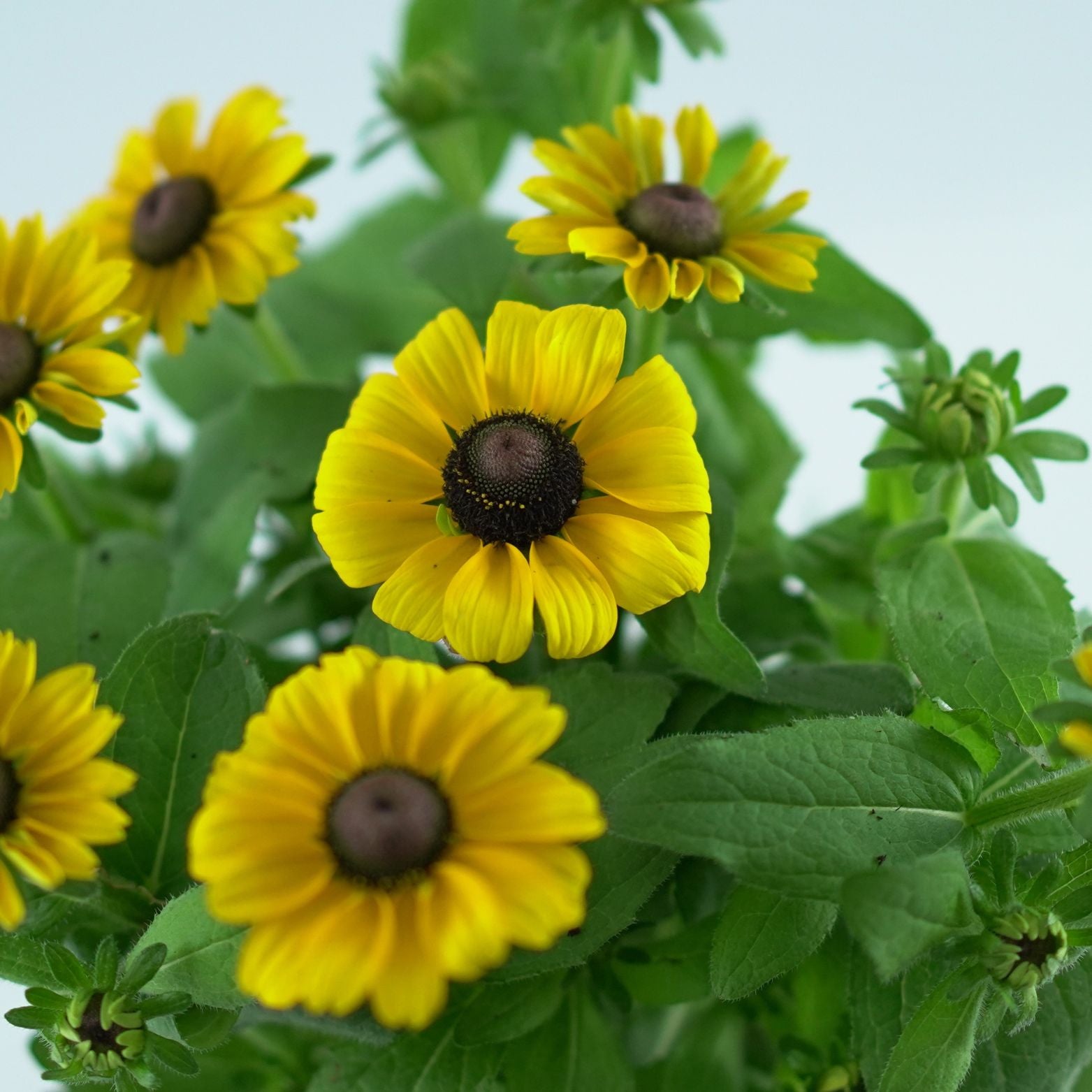 RUDBECKIA 'Smiley Z' Rudbekia