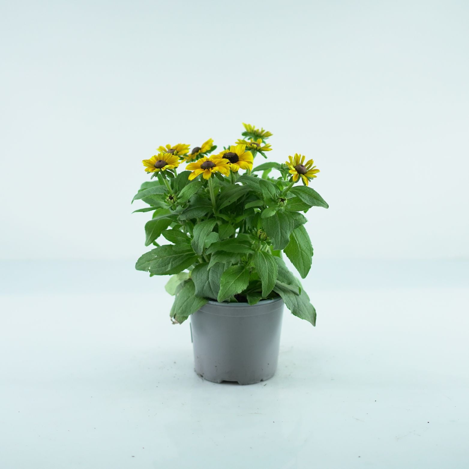 RUDBECKIA 'Smiley Z' Rudbekia