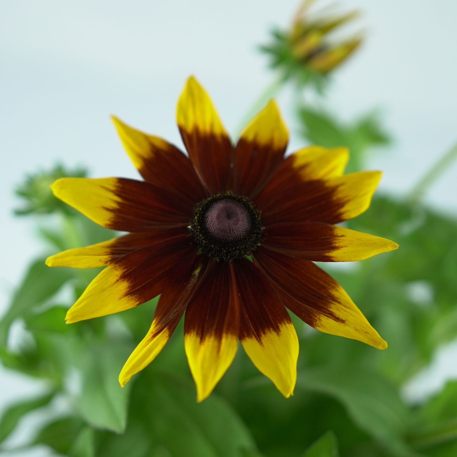 RUDBECKIA 'Sunbeckia Mia' Rudbekia