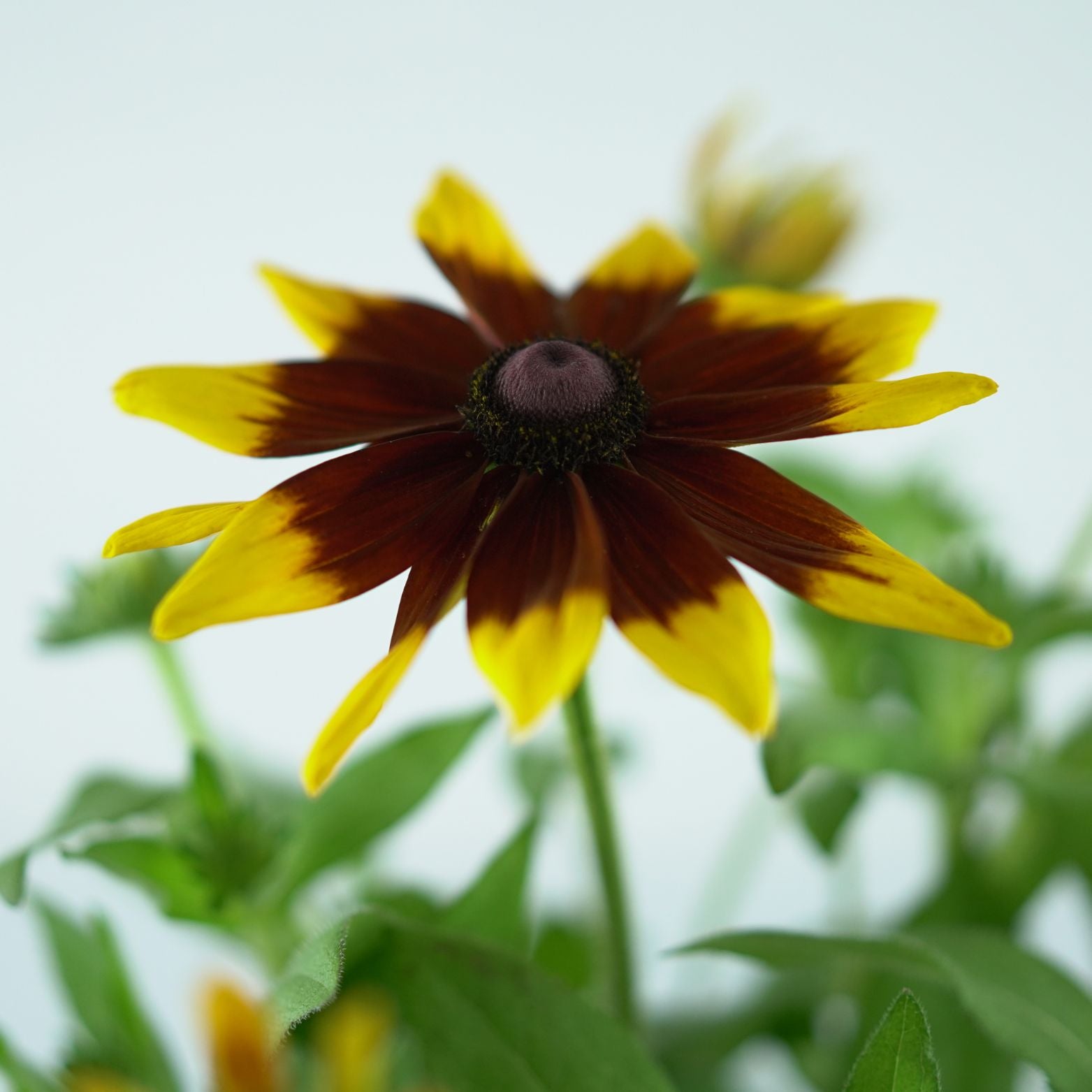 RUDBECKIA 'Sunbeckia Mia' Rudbekia