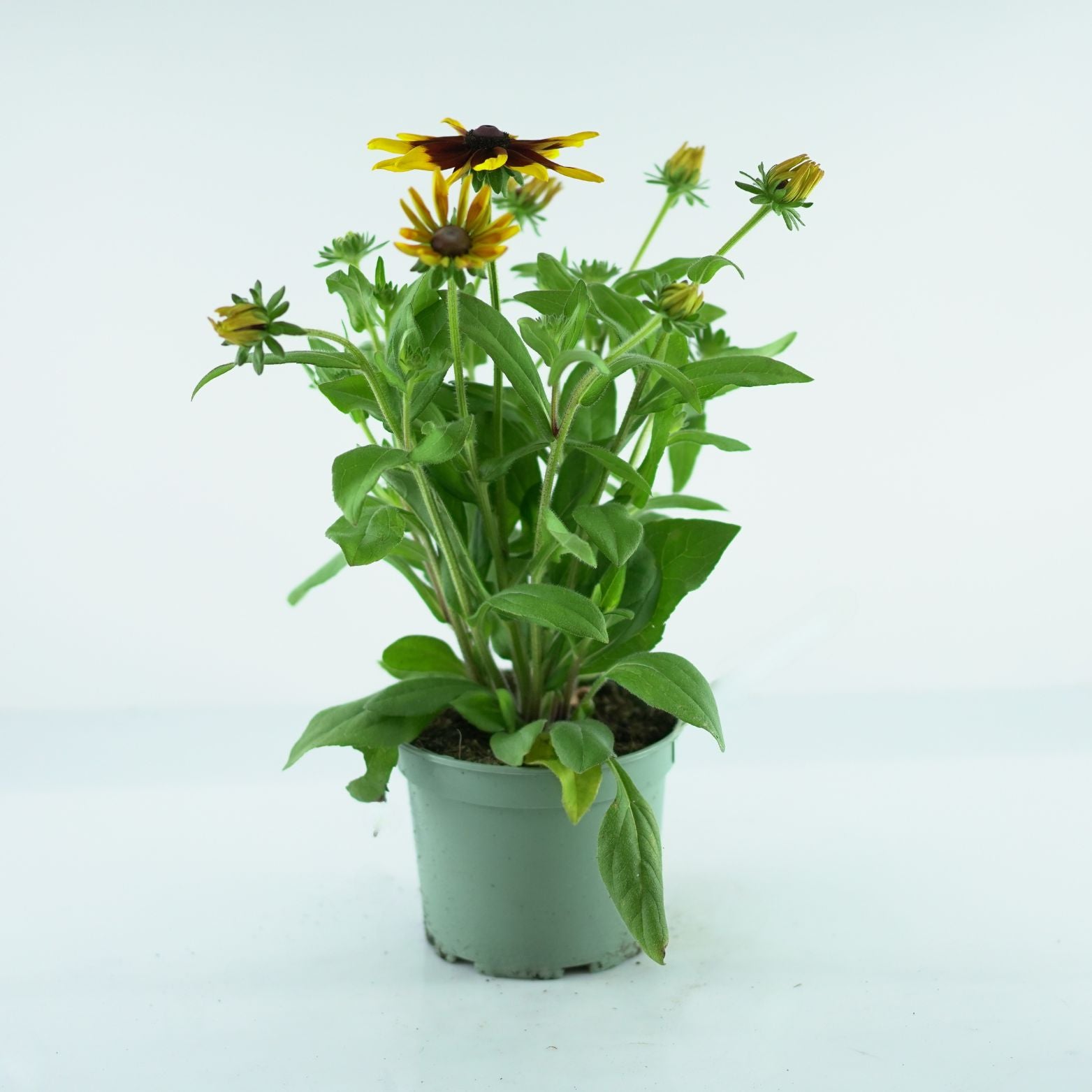 RUDBECKIA 'Sunbeckia Mia' Rudbekia