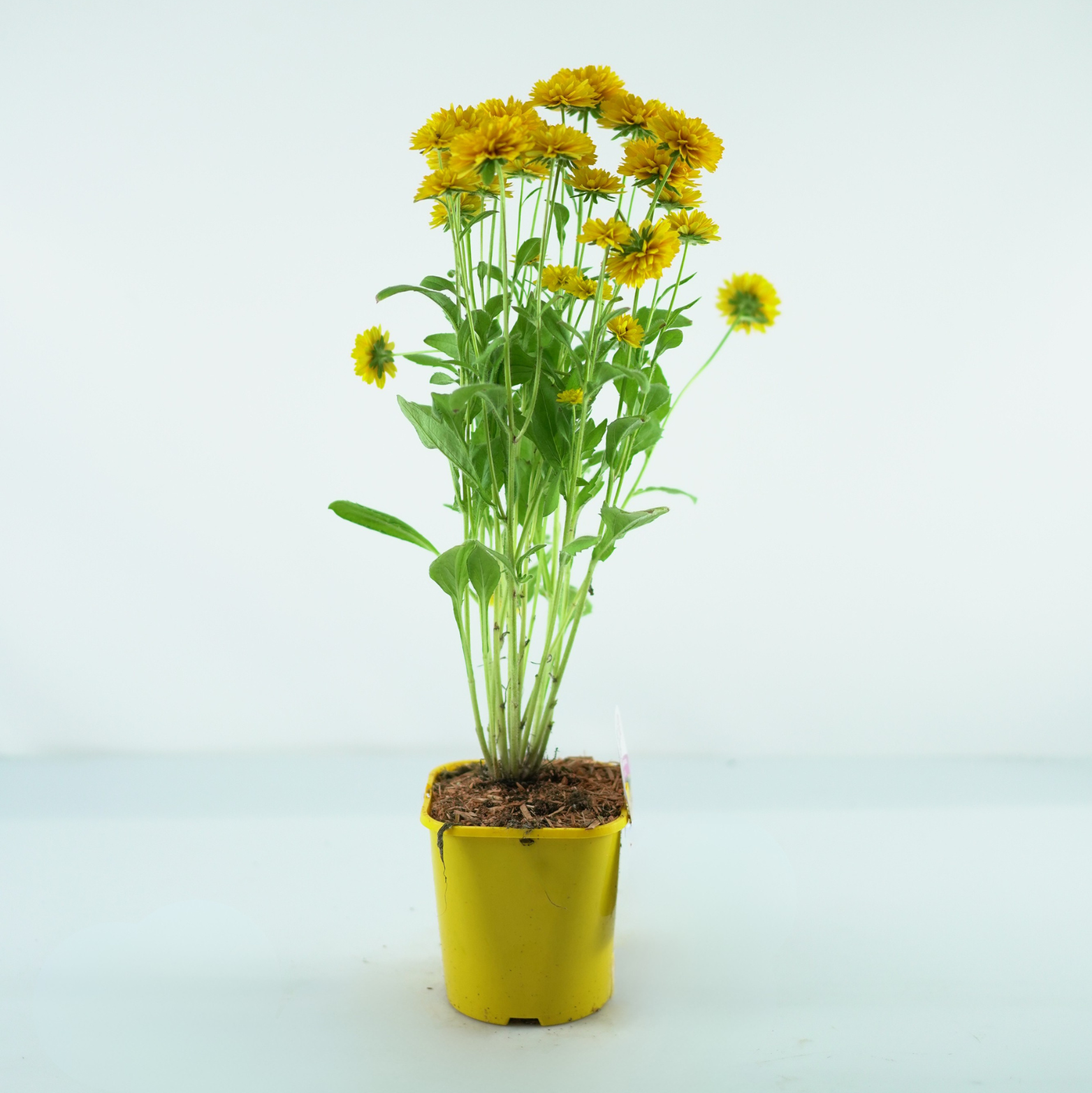 RUDBECKIA LITTLEBECKIA 'BALLERINA' Rudbekia