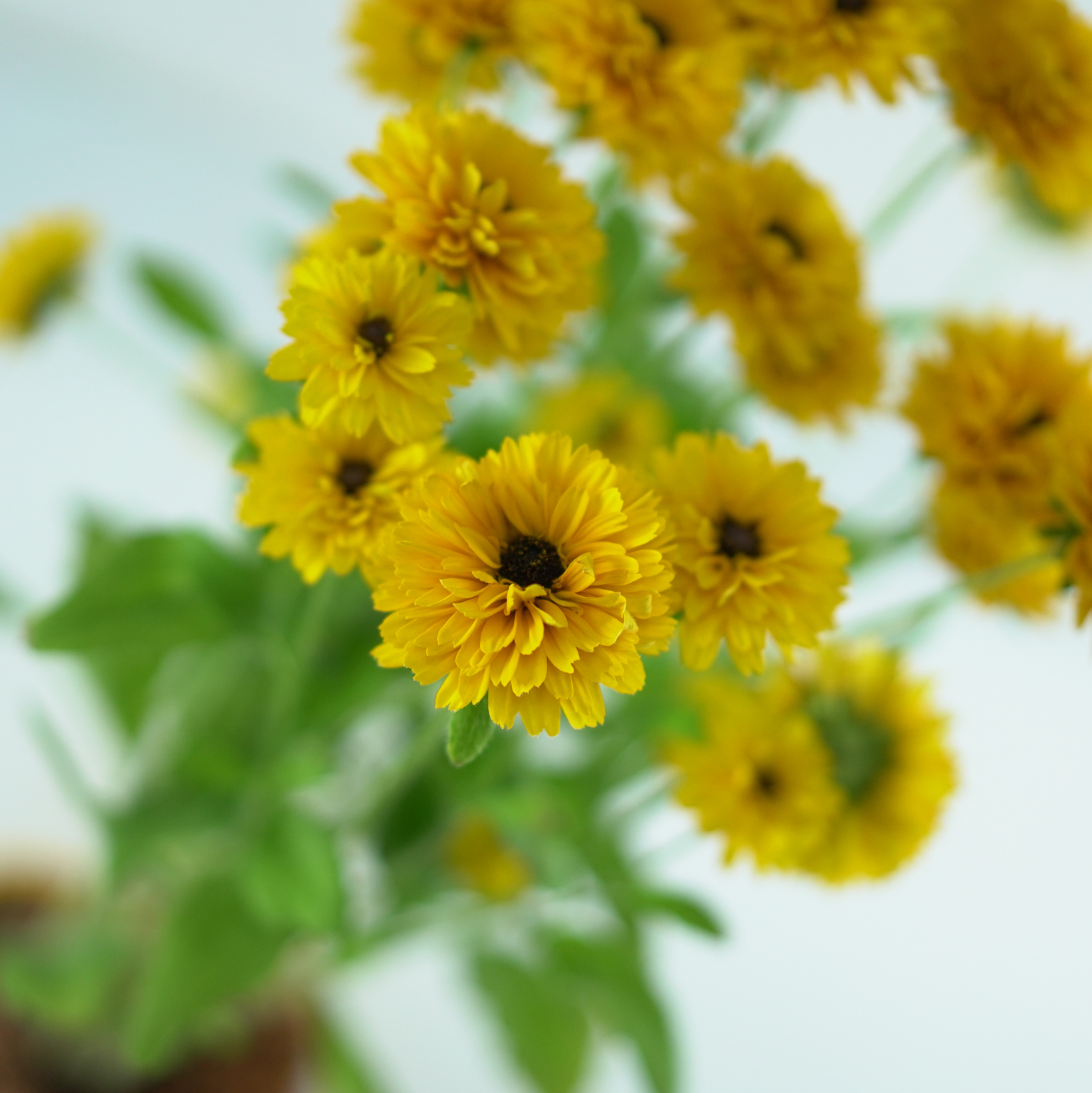 RUDBECKIA LITTLEBECKIA 'BALLERINA' Rudbekia