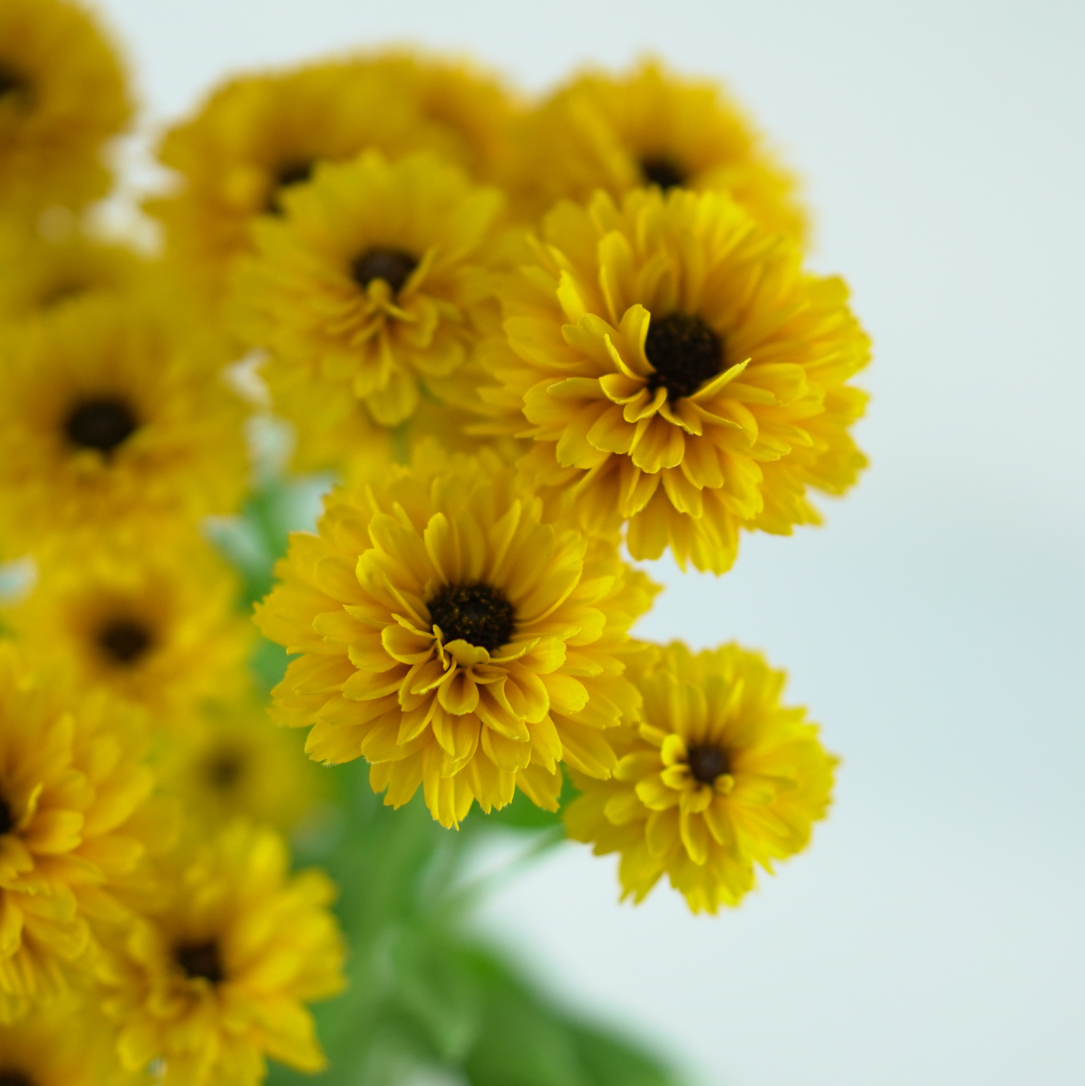RUDBECKIA LITTLEBECKIA 'BALLERINA' Rudbekia