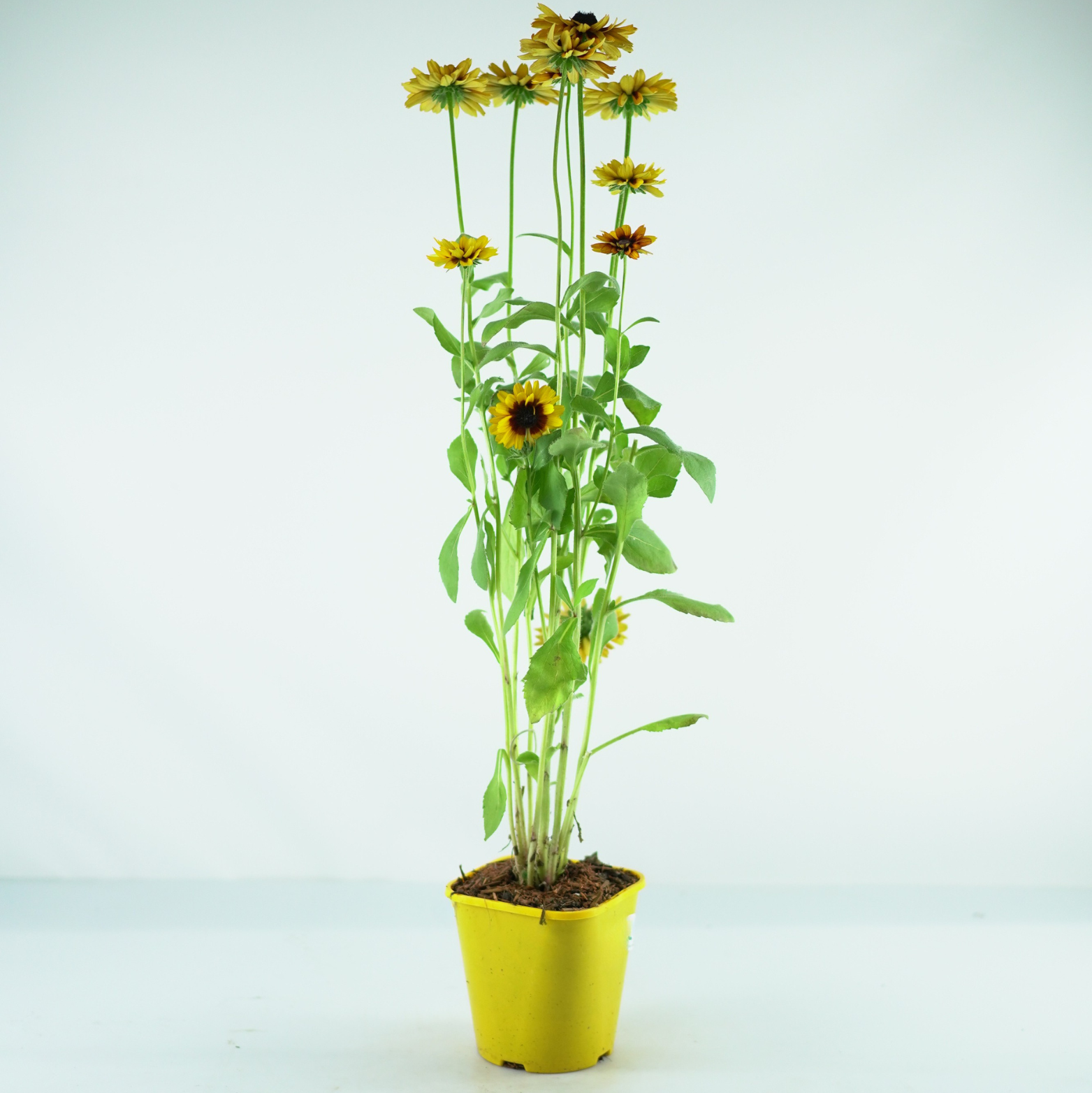 RUDBECKIA SmileyZ 'Double Kissing' Rudbekia