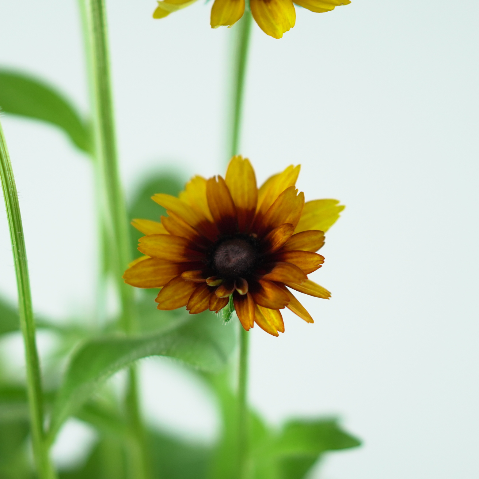 RUDBECKIA SmileyZ 'Double Kissing' Rudbekia
