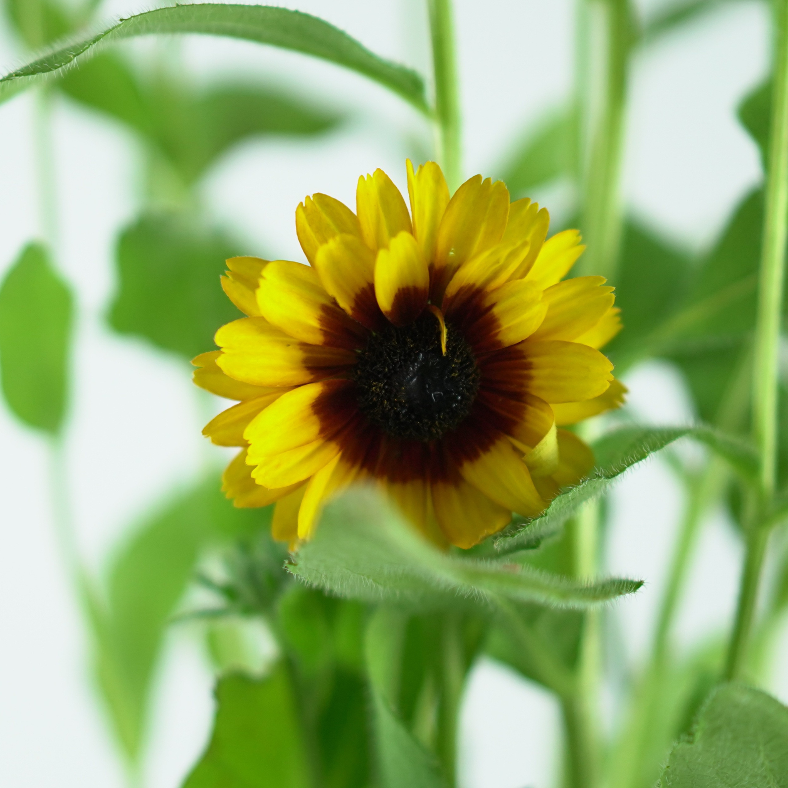 RUDBECKIA SmileyZ 'Double Kissing' Rudbekia
