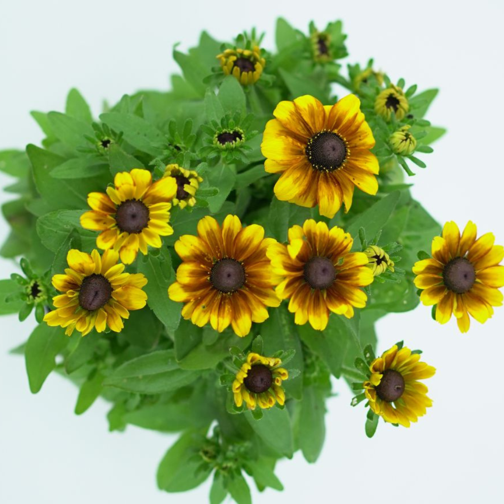 RUDBECKIA HIRTA Rudbekia owłosiona
