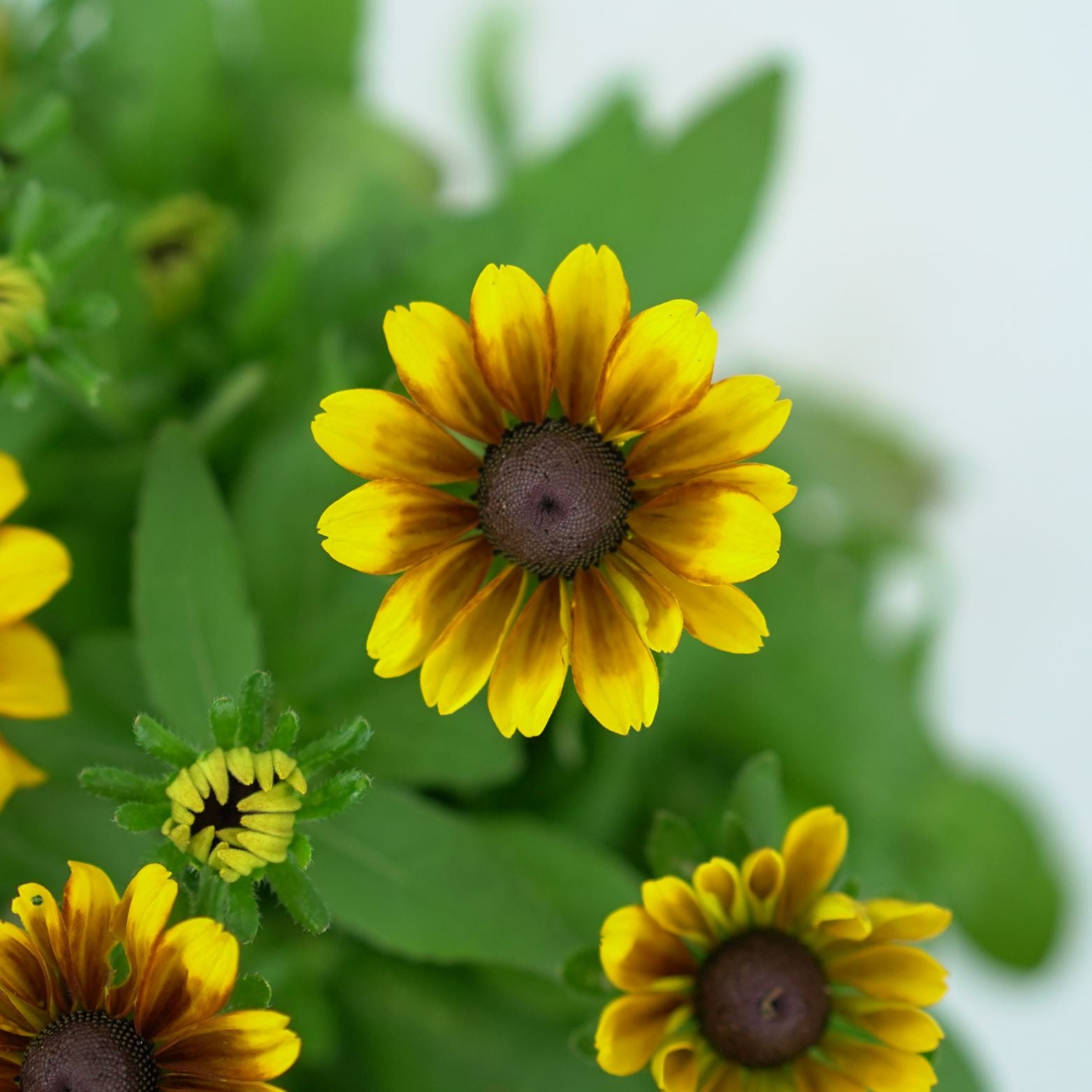 RUDBECKIA HIRTA Rudbekia owłosiona