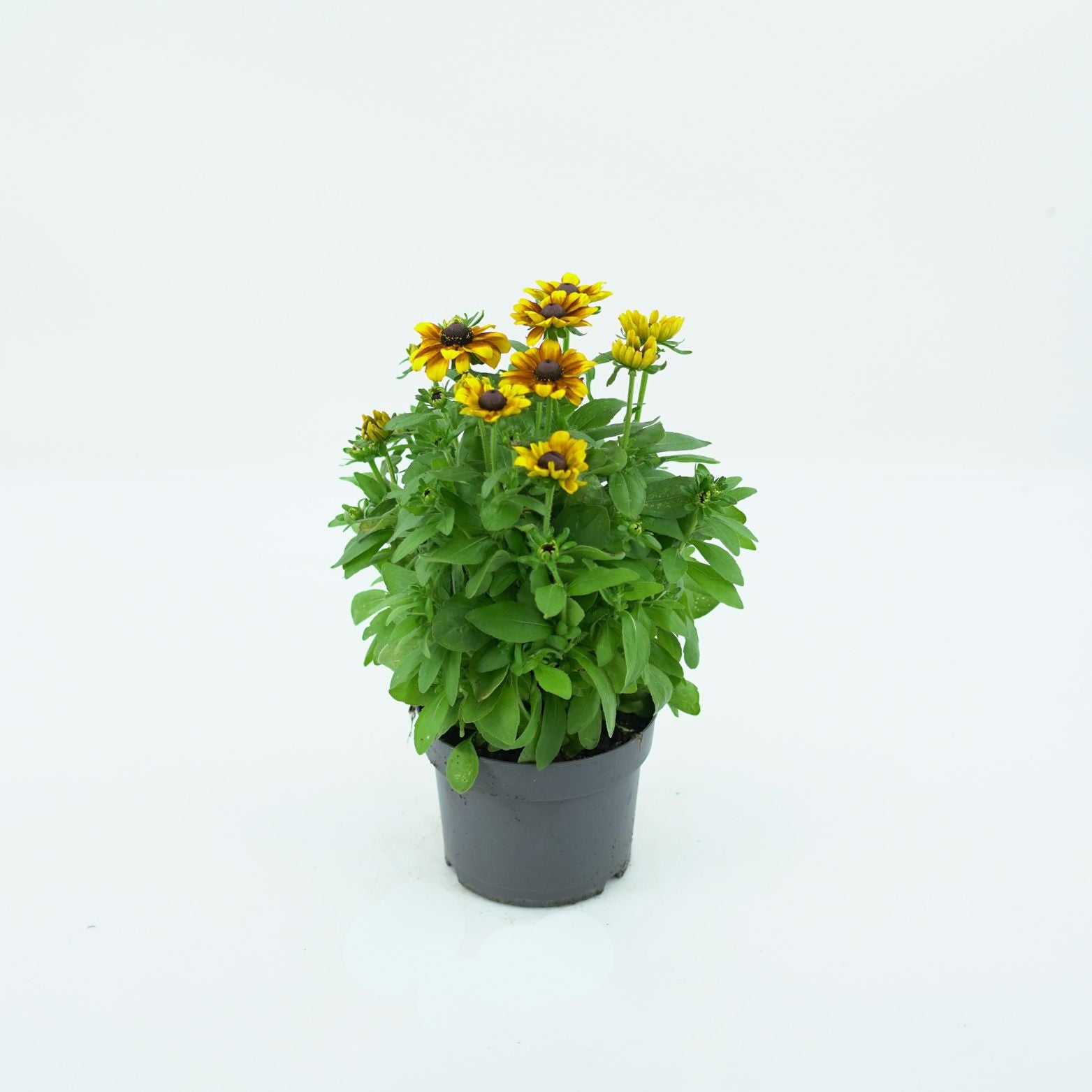 RUDBECKIA HIRTA Rudbekia owłosiona