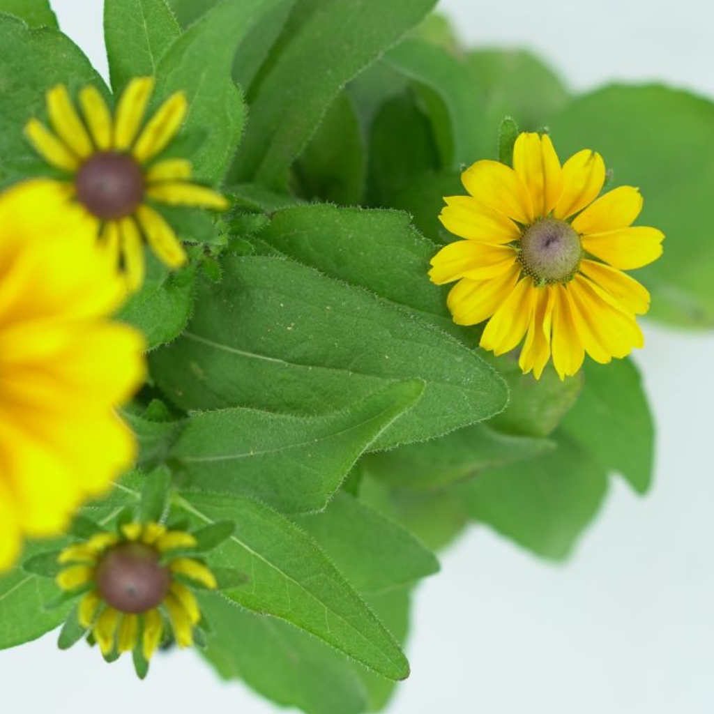 RUDBECKIA HIRTA 'TIGER EYE GOLD' Rudbekia owłosiona