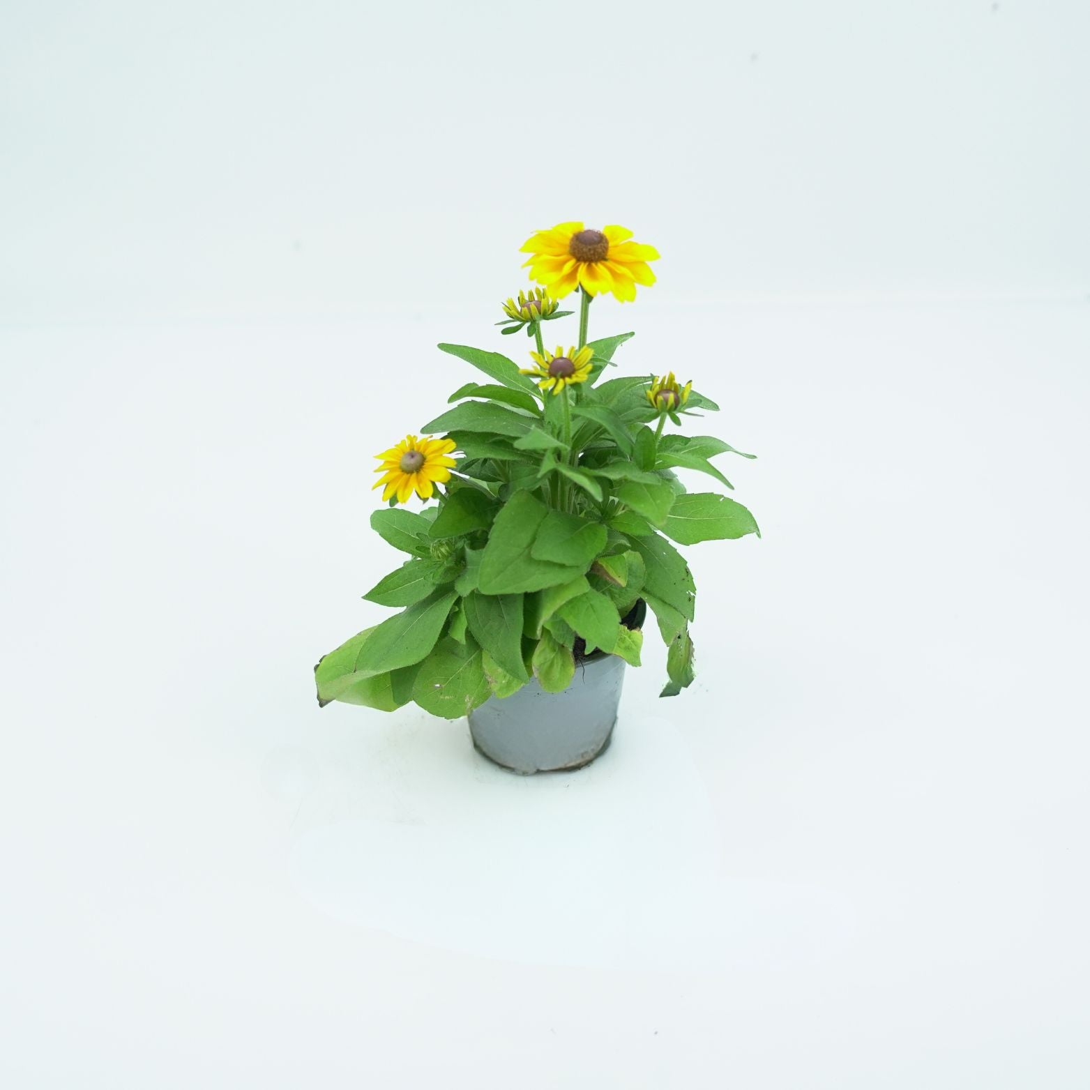 RUDBECKIA HIRTA 'TIGER EYE GOLD' Rudbekia owłosiona