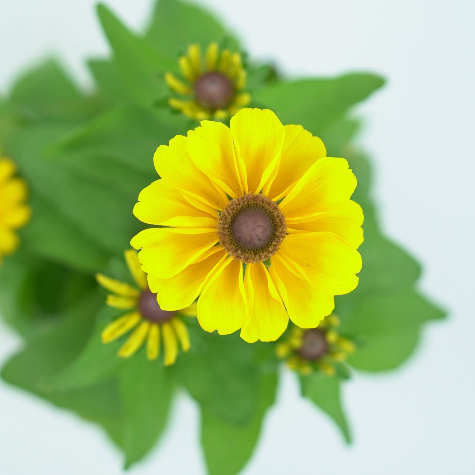 RUDBECKIA HIRTA 'TIGER EYE GOLD' Rudbekia owłosiona
