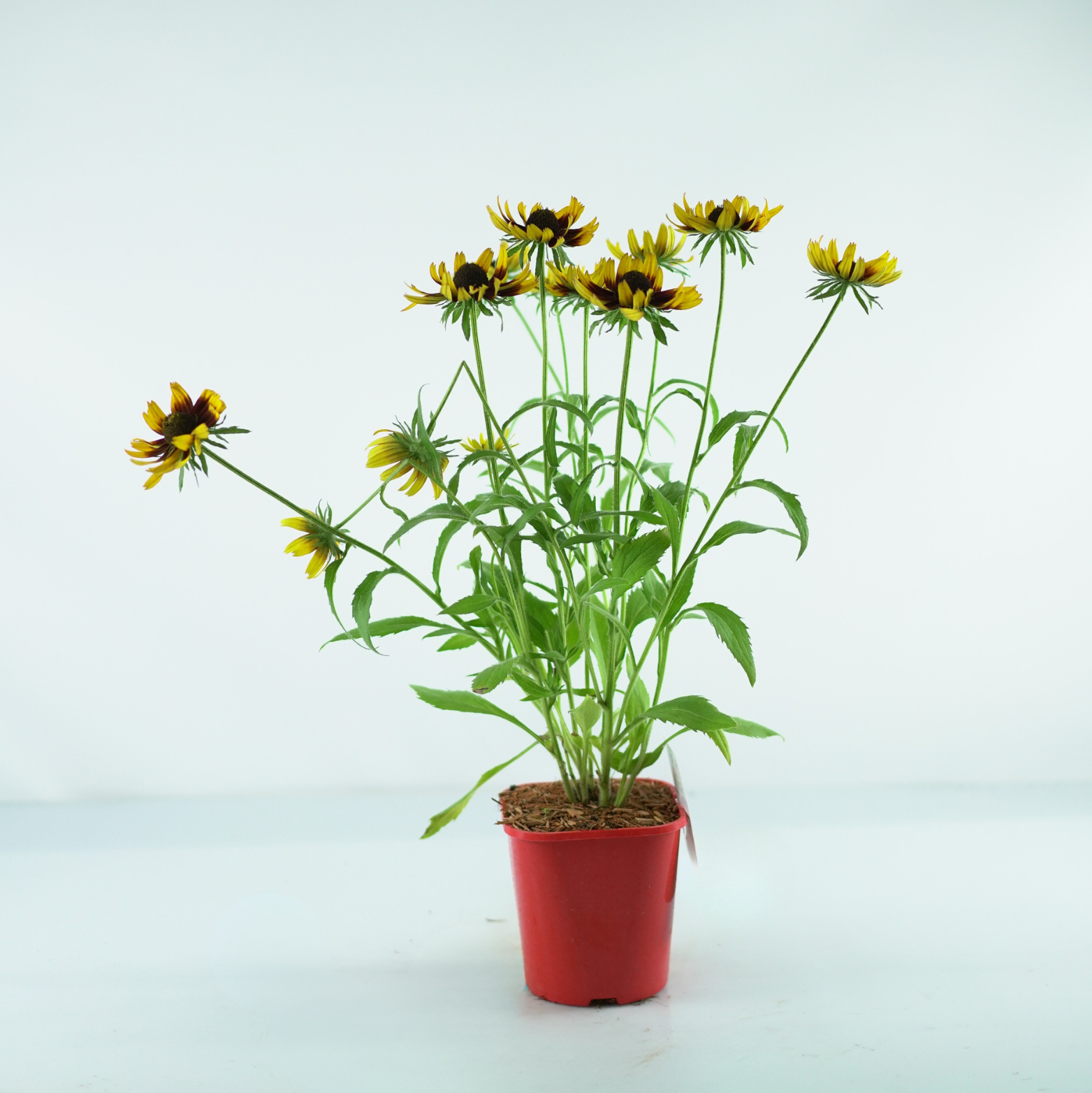 RUDBECKIA 'SmileyZ Happy' Rudbekia mieszańcowa