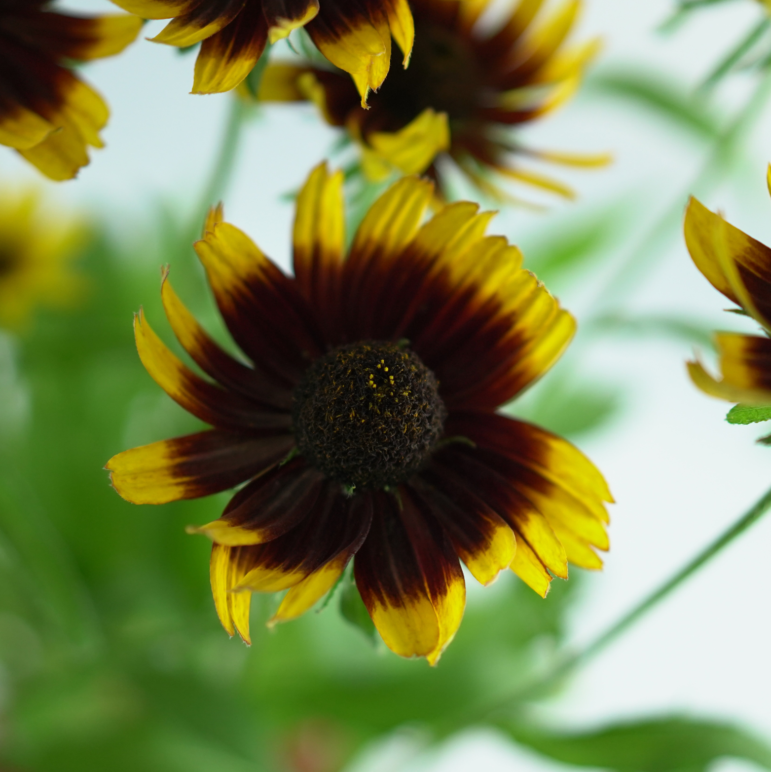 RUDBECKIA 'SmileyZ Happy' Rudbekia mieszańcowa
