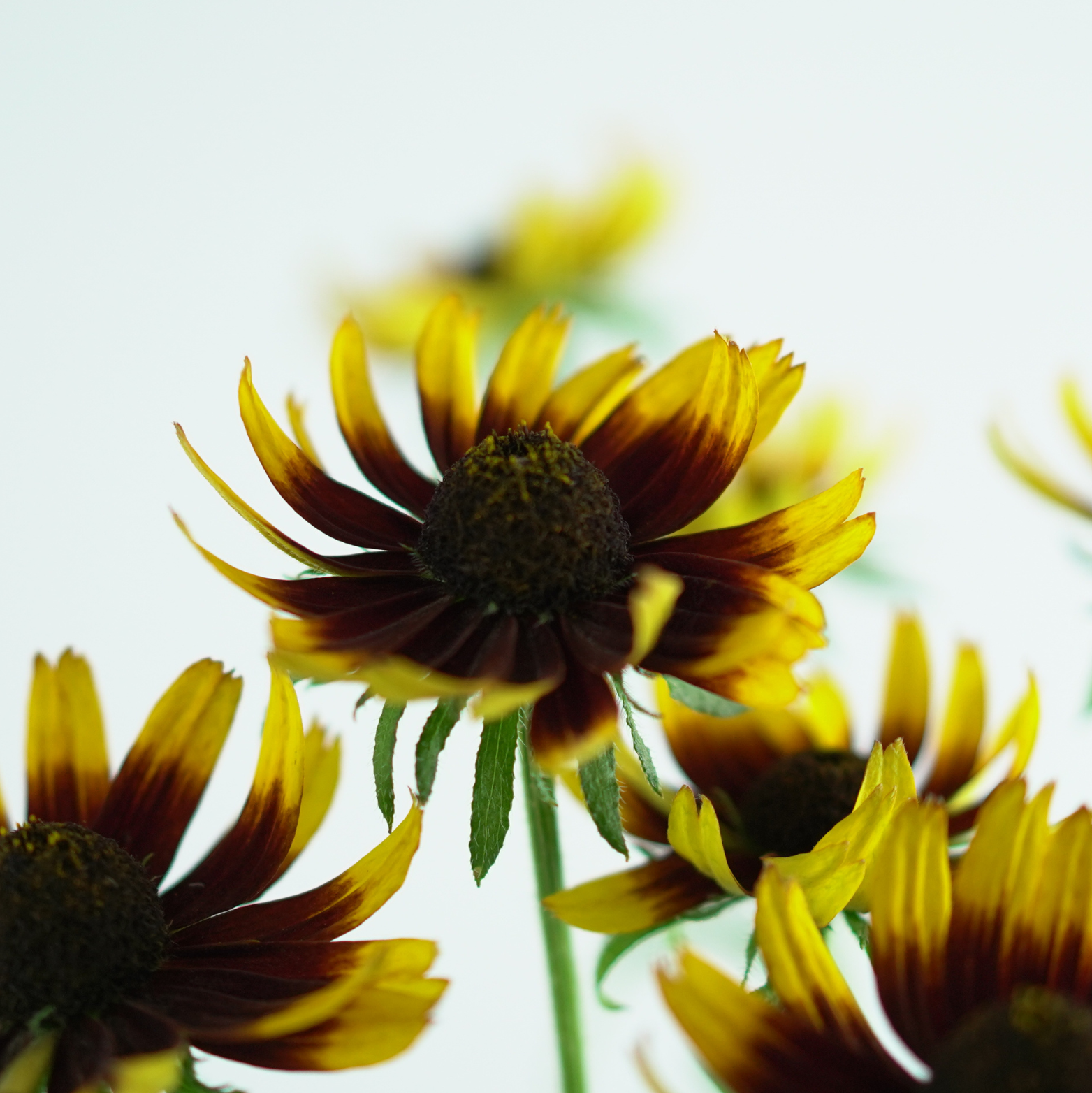 RUDBECKIA 'SmileyZ Happy' Rudbekia mieszańcowa