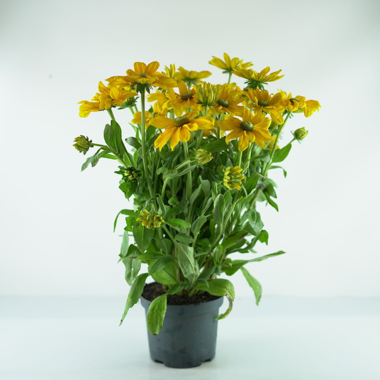 RUDBECKIA 'Sunbeckia Ophelia' Rudbekia