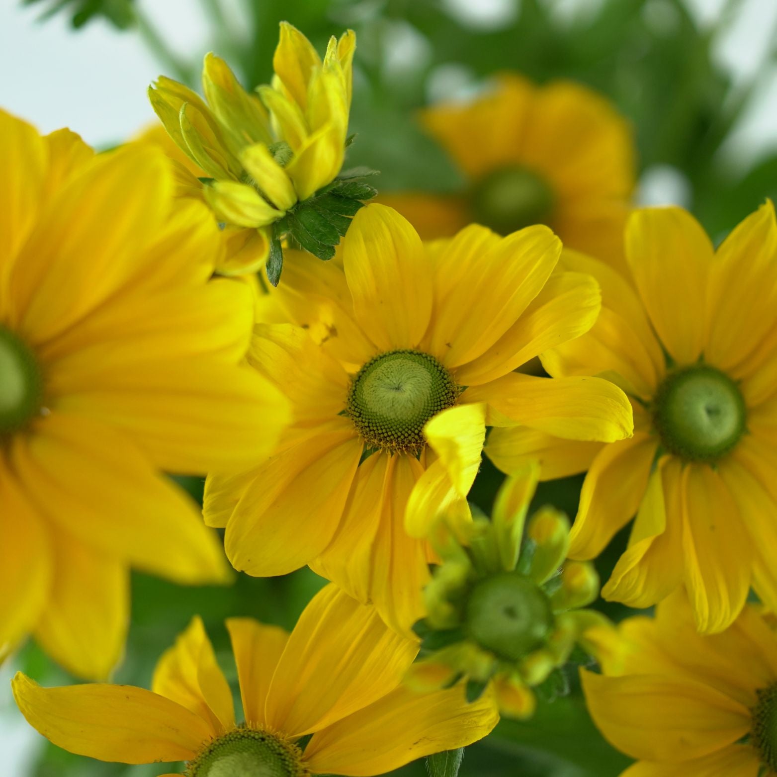 RUDBECKIA 'Sunbeckia Ophelia' Rudbekia