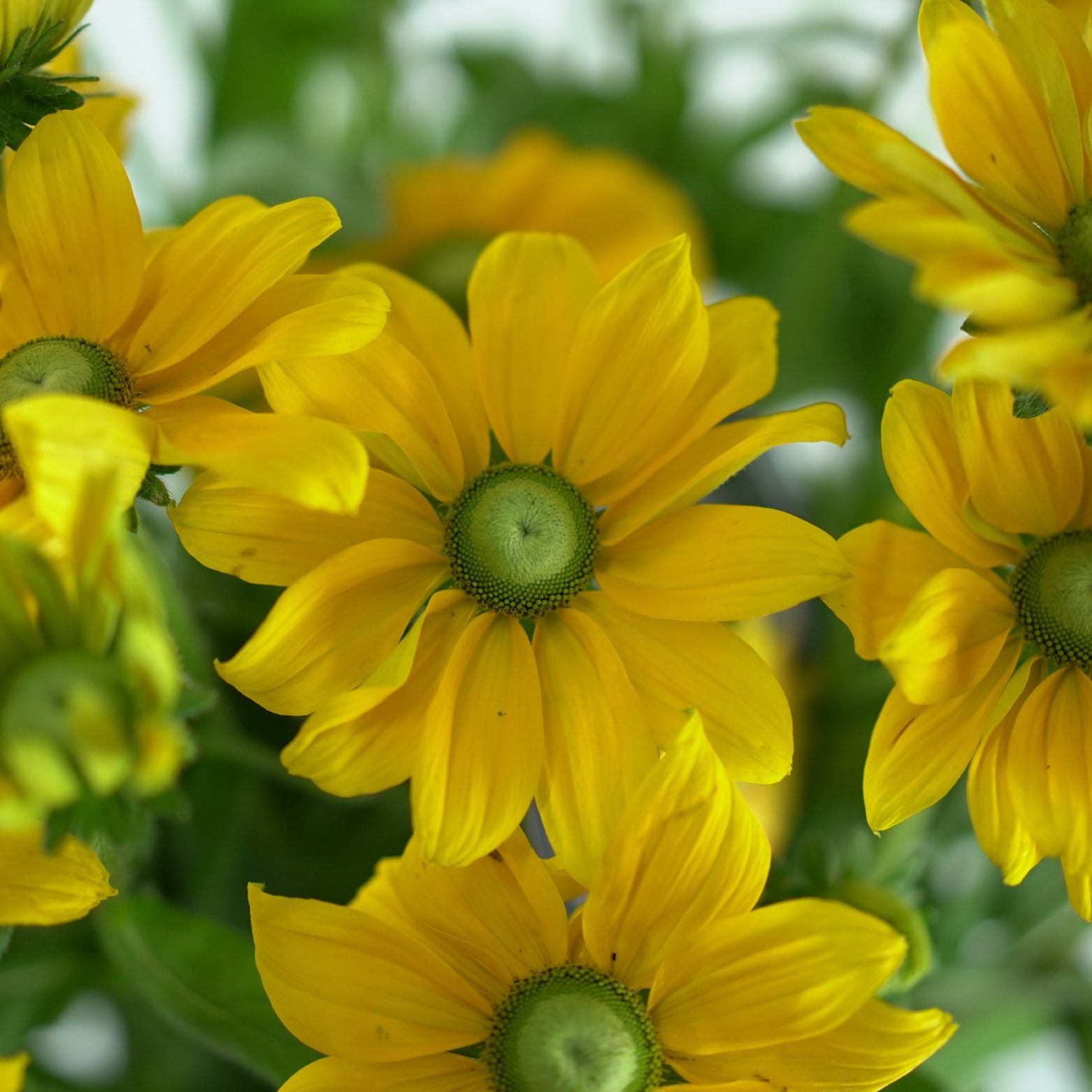 RUDBECKIA 'Sunbeckia Ophelia' Rudbekia