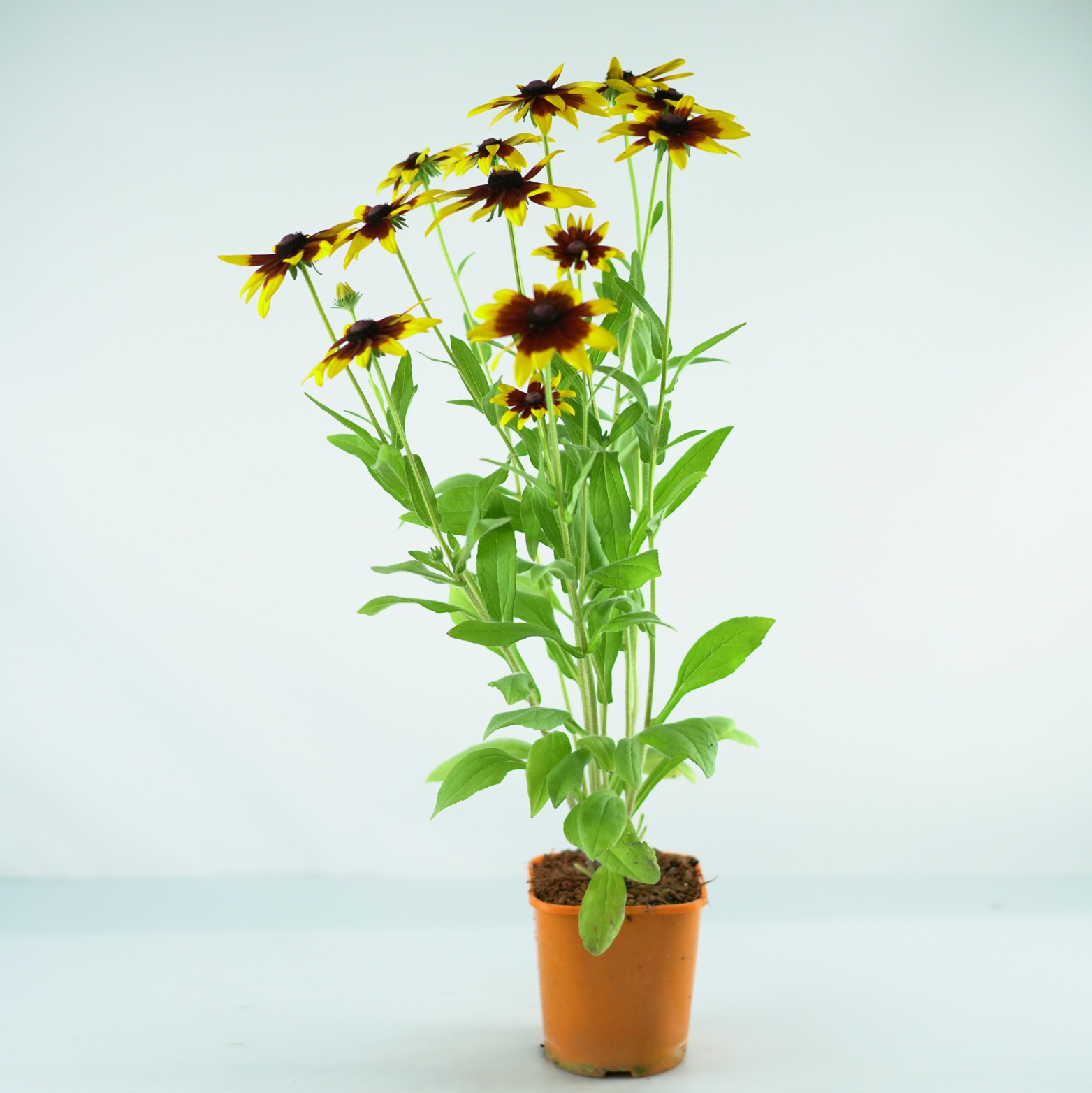 RUDBECKIA 'Sunbeckia Mia' Rudbekia
