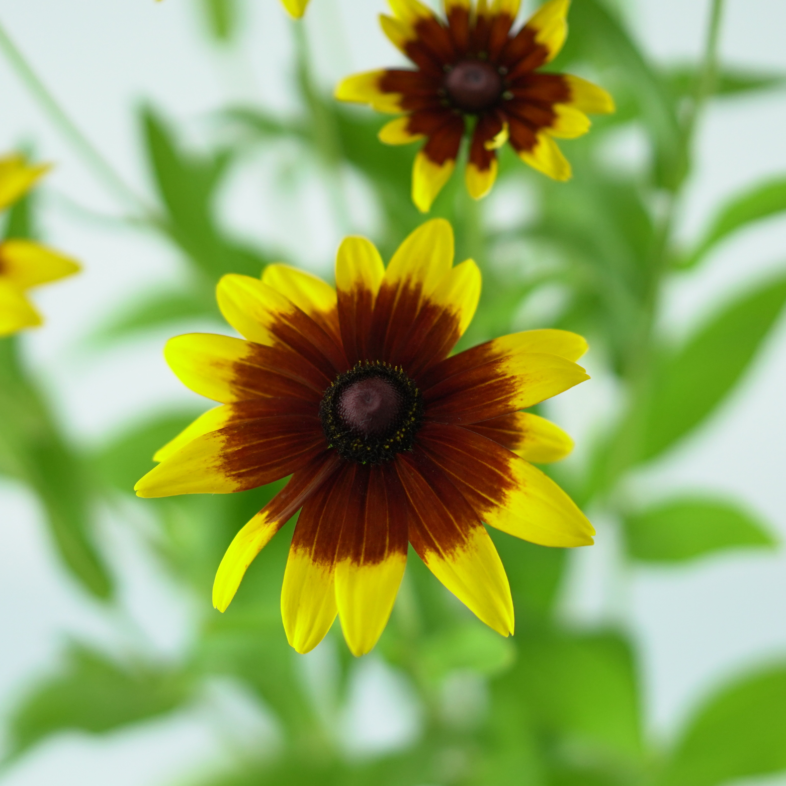 RUDBECKIA 'Sunbeckia Mia' Rudbekia