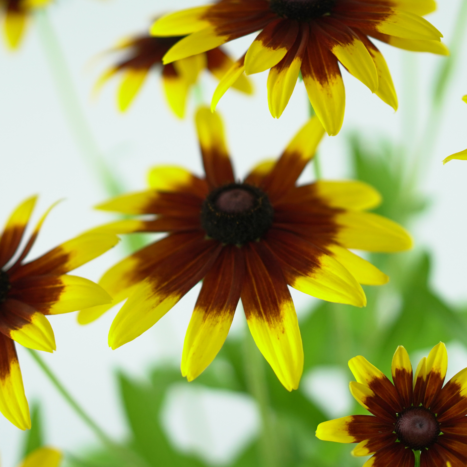 RUDBECKIA 'Sunbeckia Mia' Rudbekia