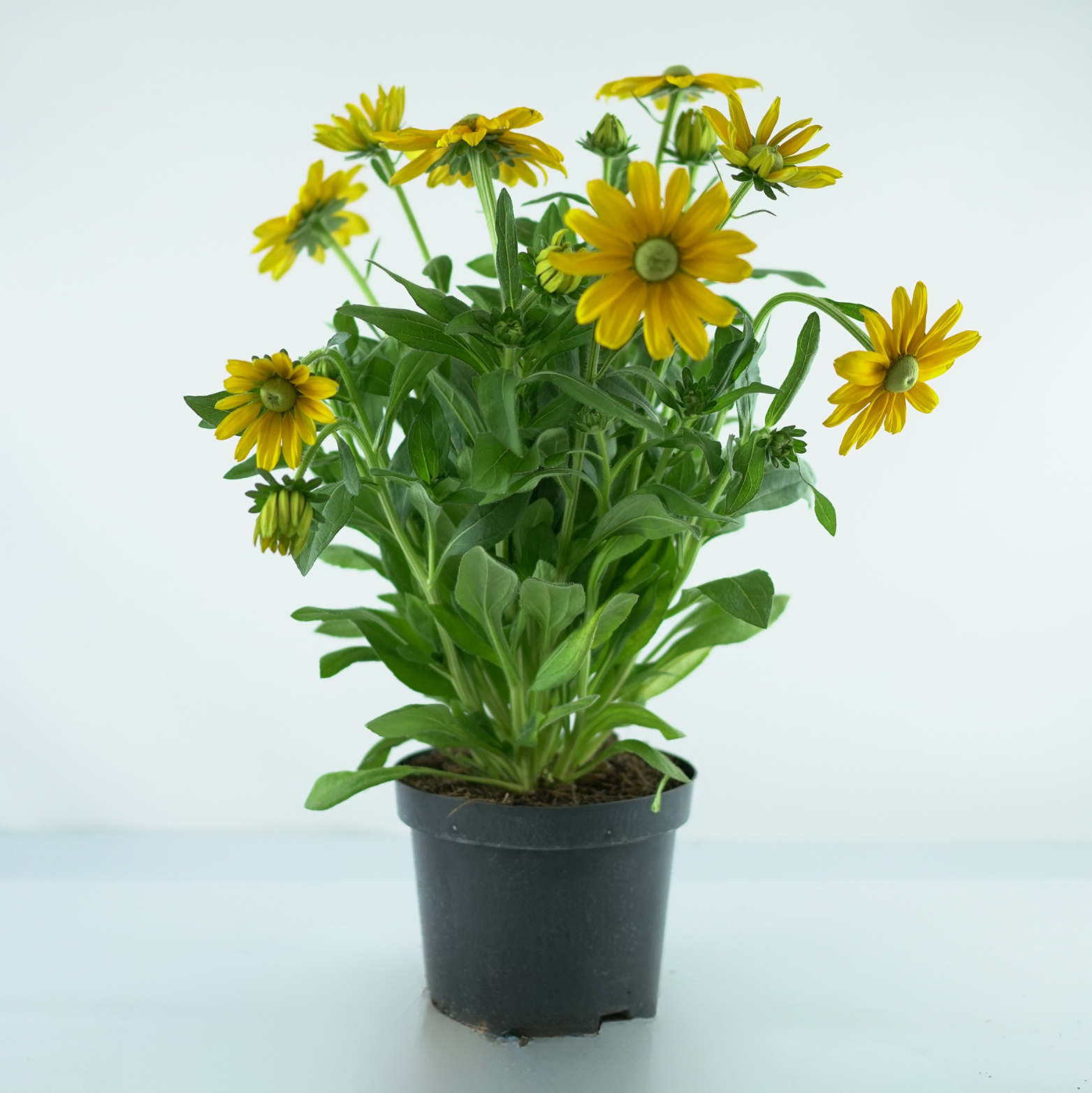 RUDBECKIA 'Sunbeckia Ophelia'
