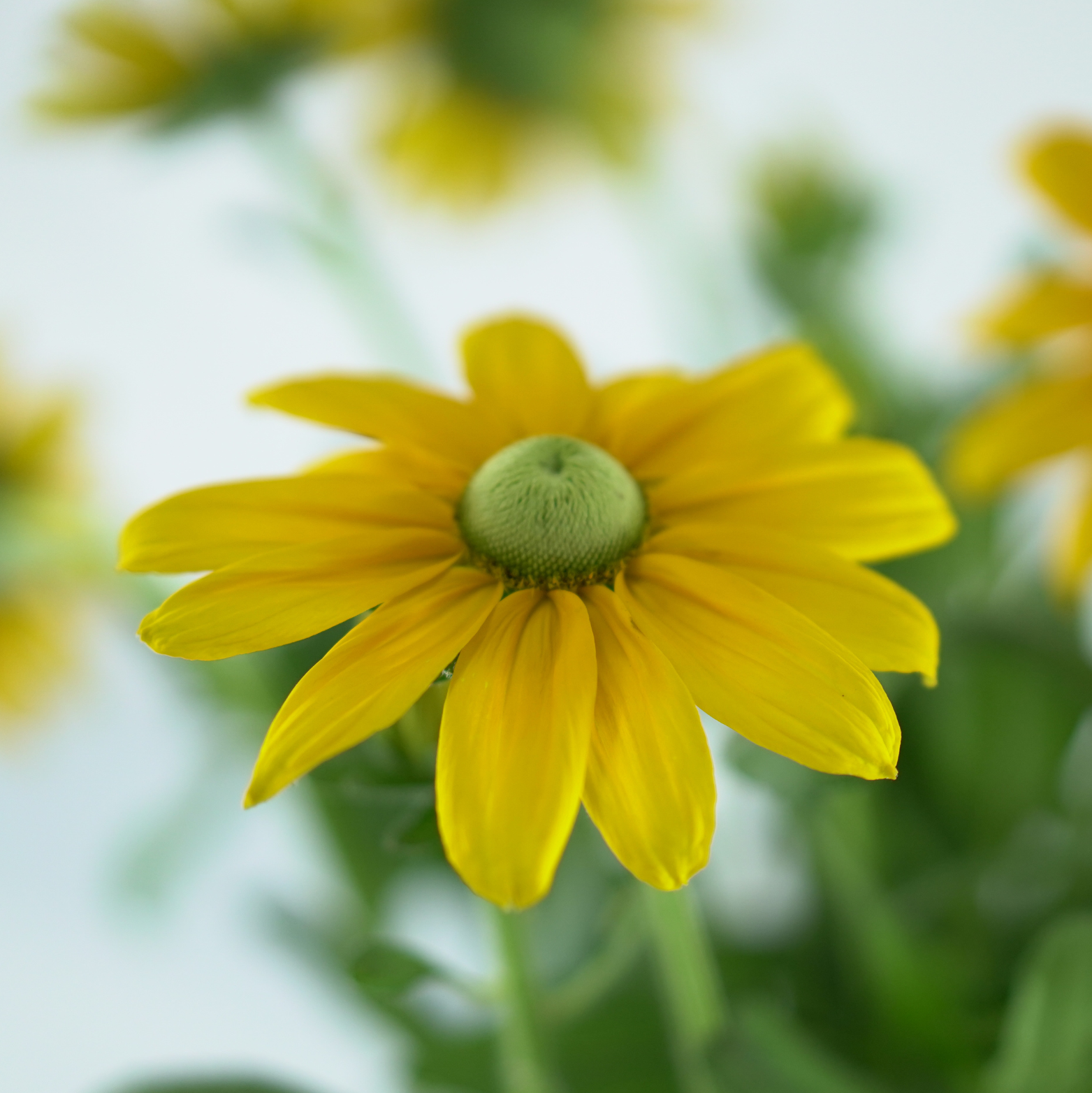 RUDBECKIA 'Sunbeckia Ophelia'