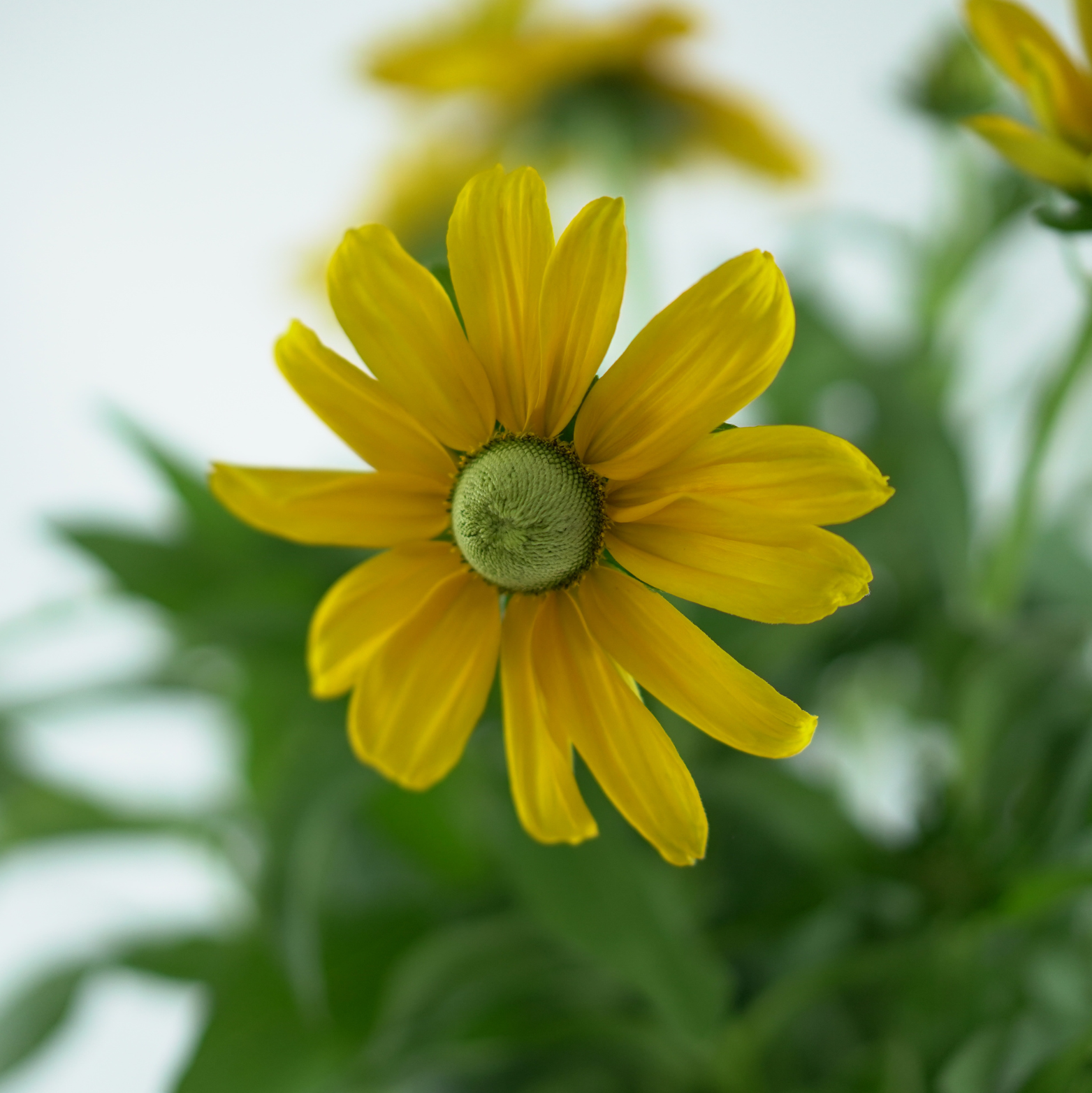 RUDBECKIA 'Sunbeckia Ophelia'