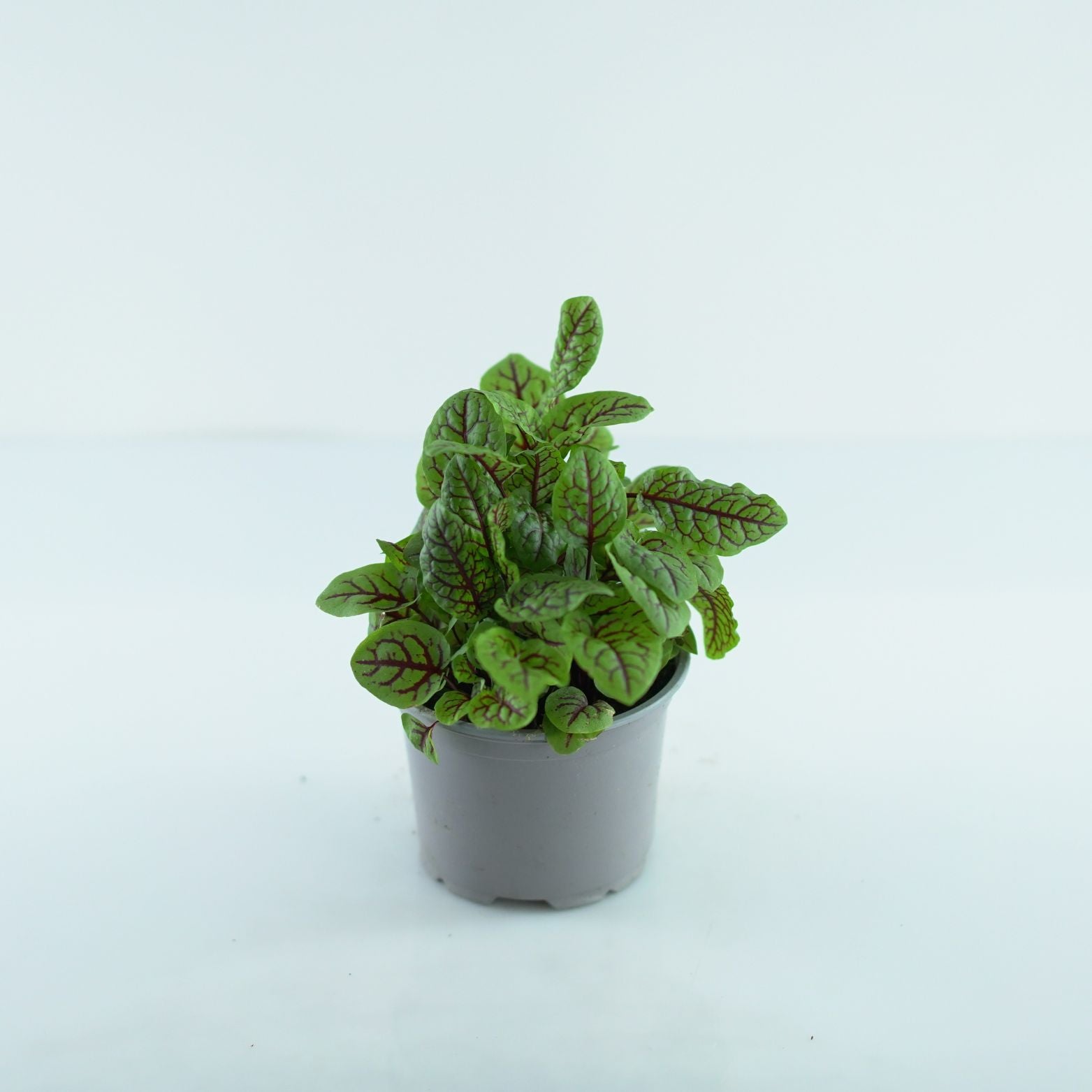 RUMEX Szczaw