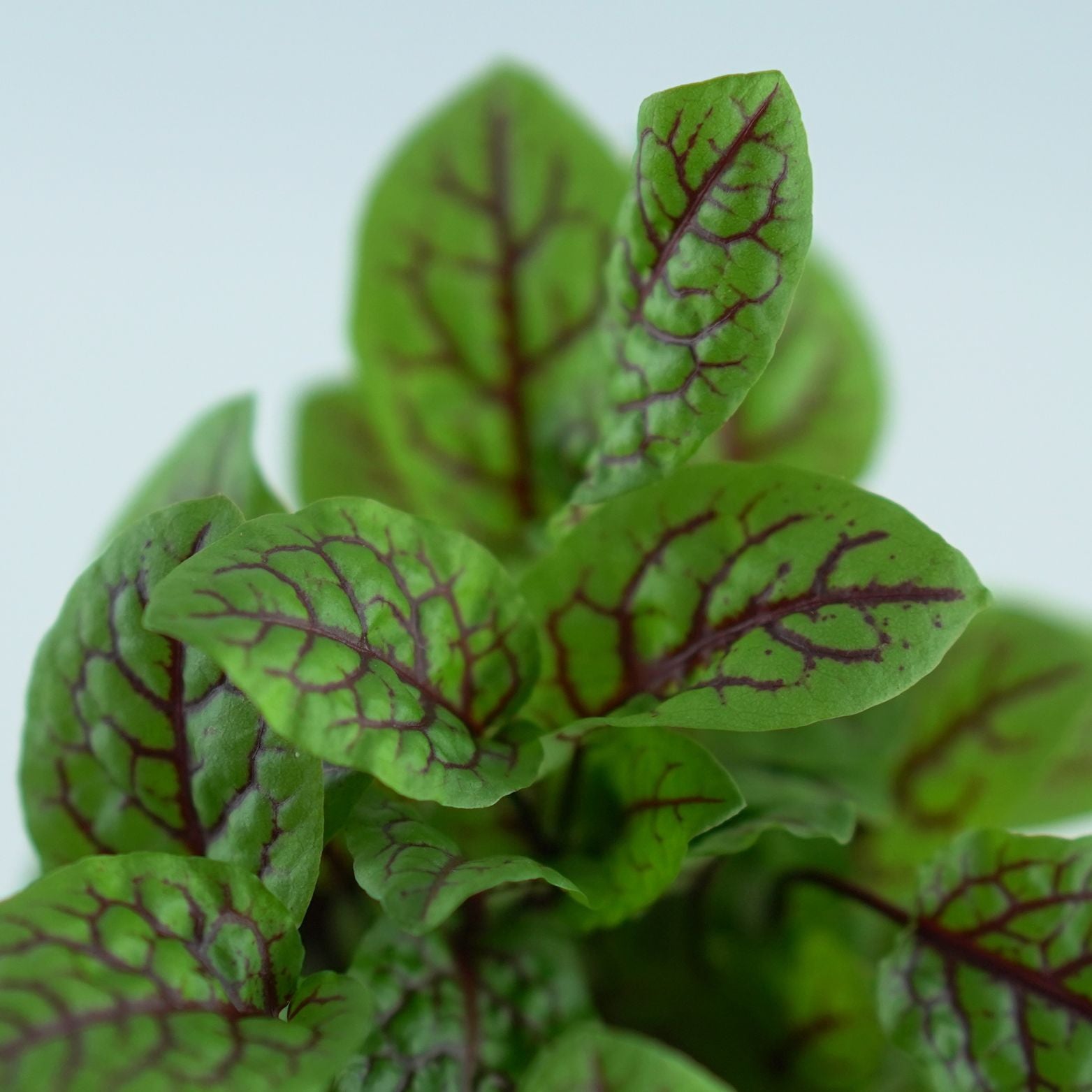 RUMEX Szczaw