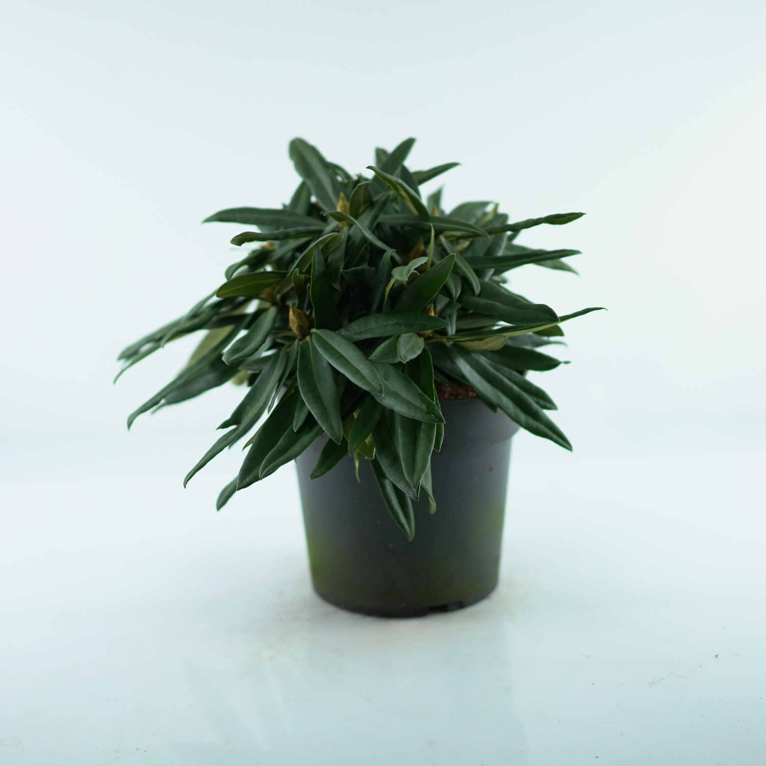 RHODODENDRON MAKINOI 'ROSA PERLE' Różanecznik