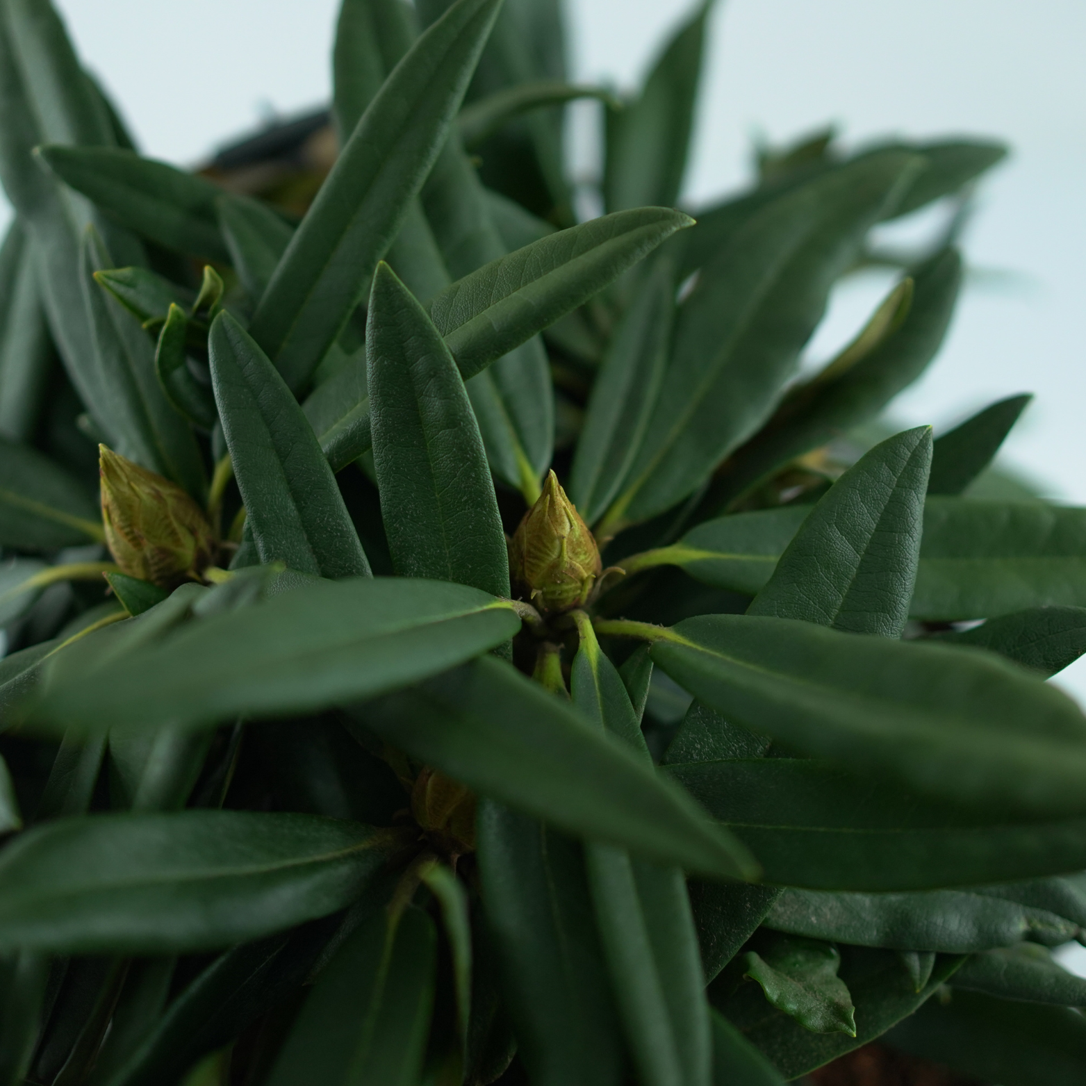 RHODODENDRON MAKINOI 'ROSA PERLE' Różanecznik