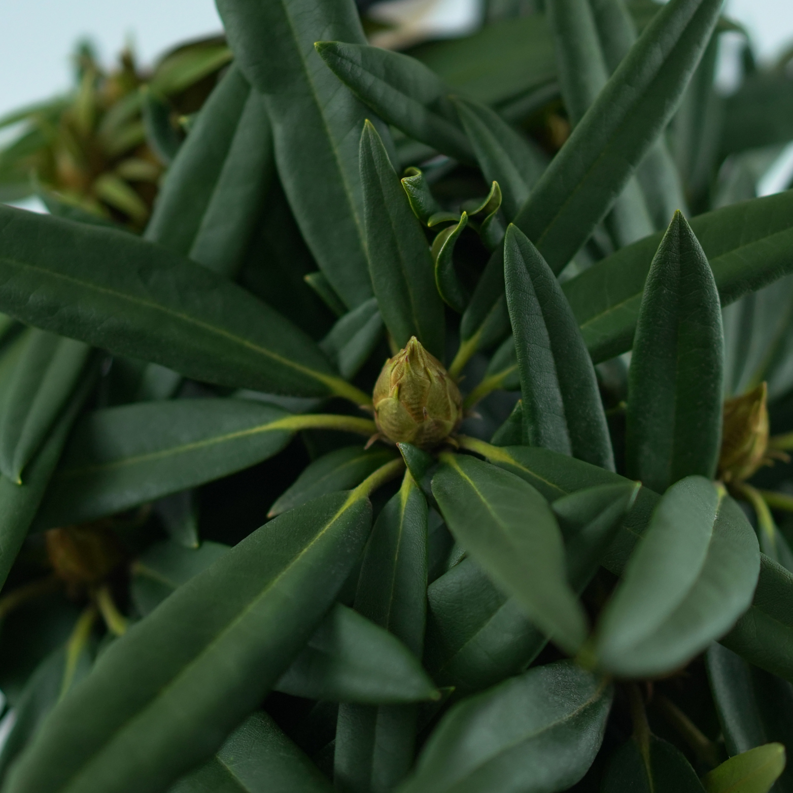 RHODODENDRON MAKINOI 'ROSA PERLE' Różanecznik