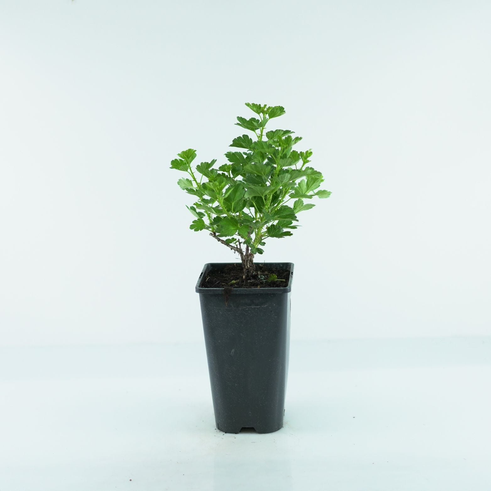 RIBES UVA-CRISPA 'Hinnonmaki Rot' Agrest