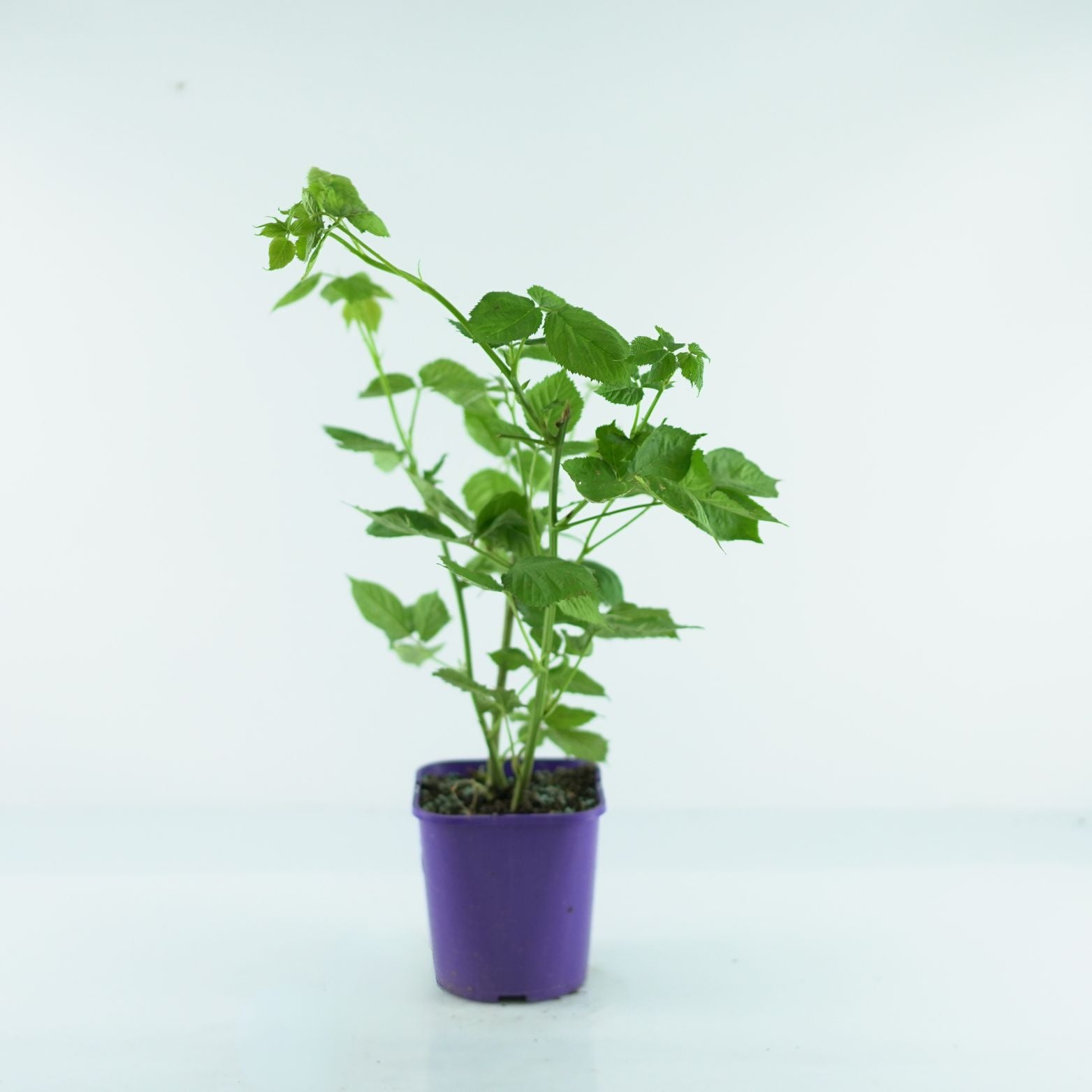 RUBUS FRUTICOSUS 'Thornfree' Jeżyna bezkolcowa